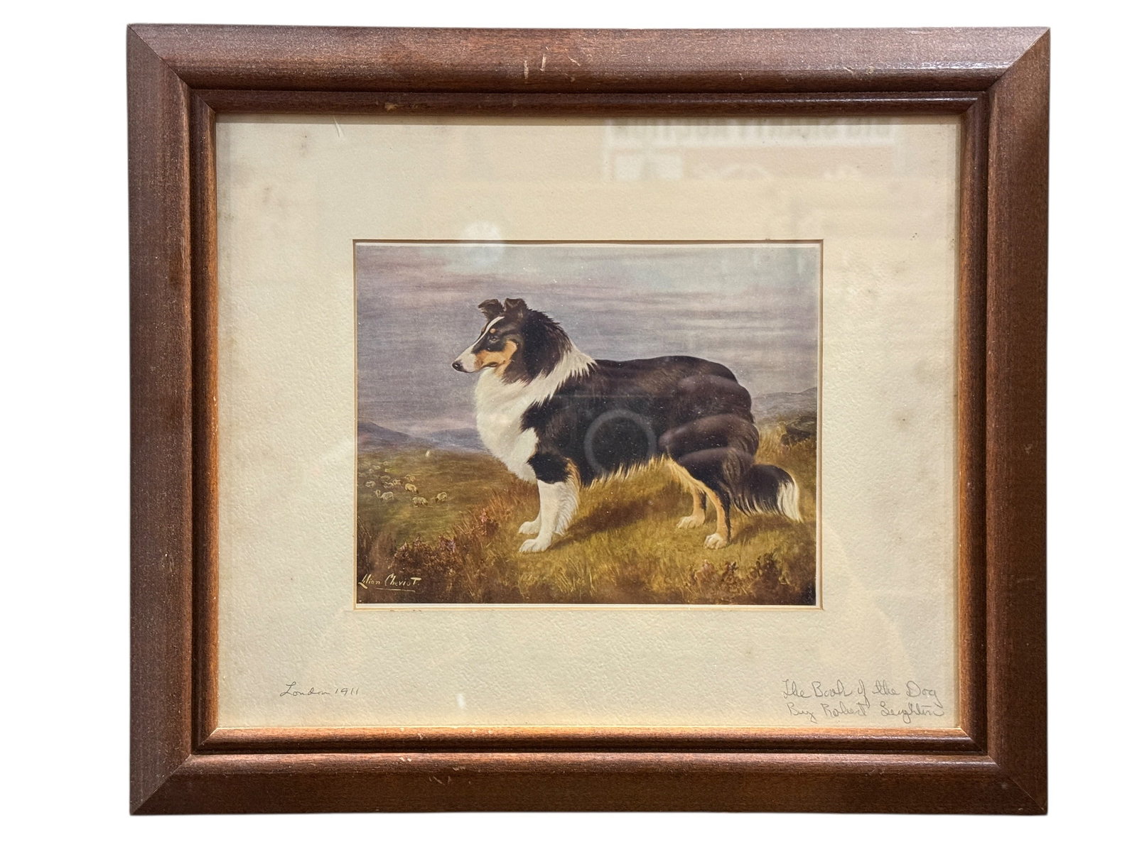 1911 "The Book of the Dog" Collie Print after Lilian Cheviot (Framed): Framed early 20th-century dog print depicting a standing collie in a pastoral landscape with grazing sheep, after British animal painter Lilian Cheviot, the image signed in-plate lower left “Lilian