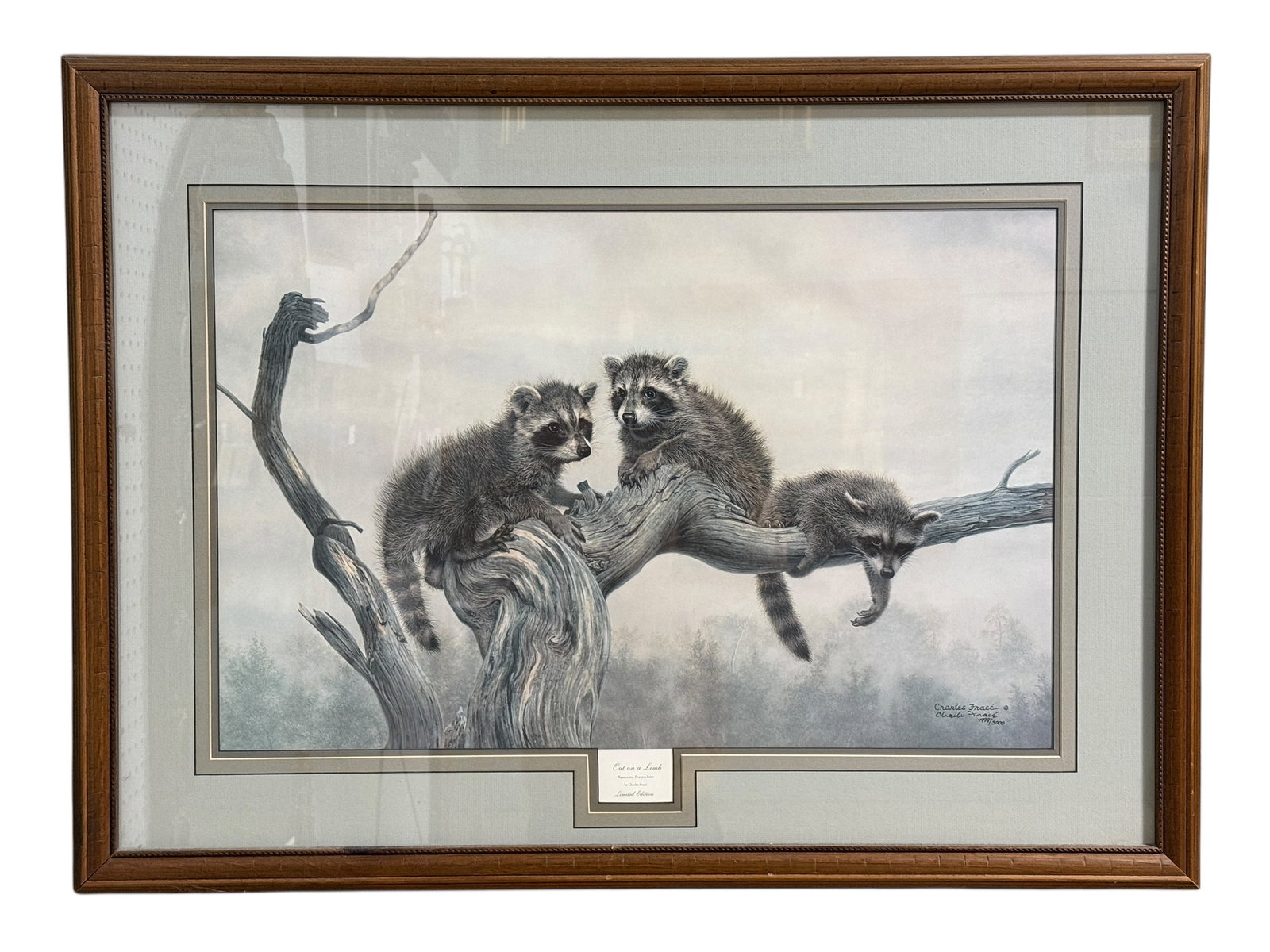 Framed Charles Fracé “Out on a Limb?? Limited Edition Wildlife Print: A beautifully rendered limited edition wildlife print titled “Out on a Limb” by noted American artist Charles Fracé, depicting three young raccoons (Procyon lotor) perched playfully along a w