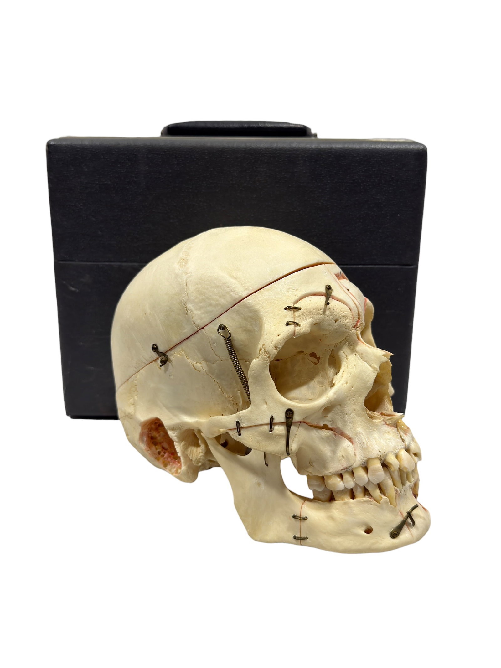 Kilgore International Human Anatomical Skull Specimen w/ Case (1 of 18)