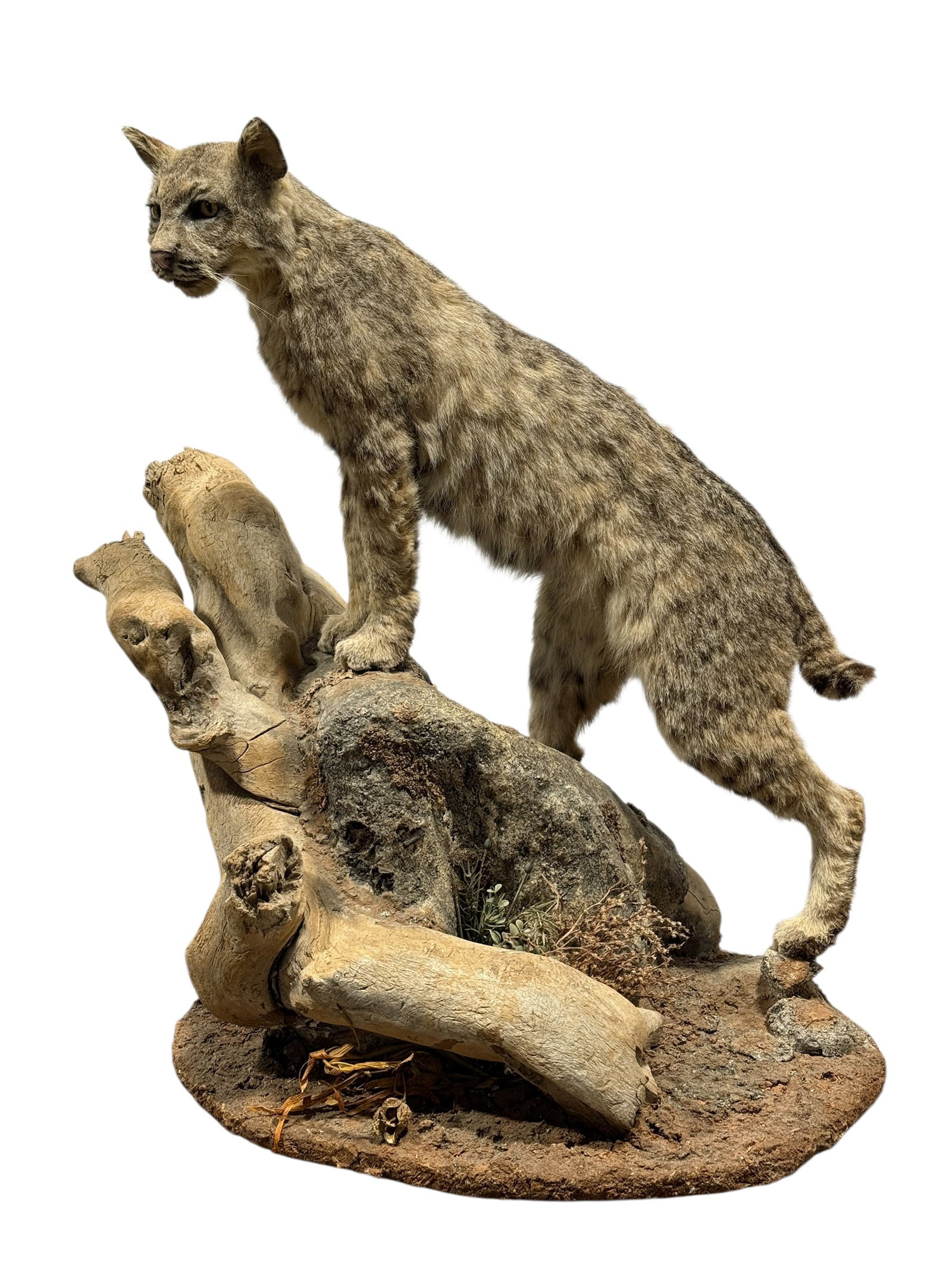 Full-Body Bobcat Taxidermy Mount on Rustic Driftwood Diorama Base (1 of 11)