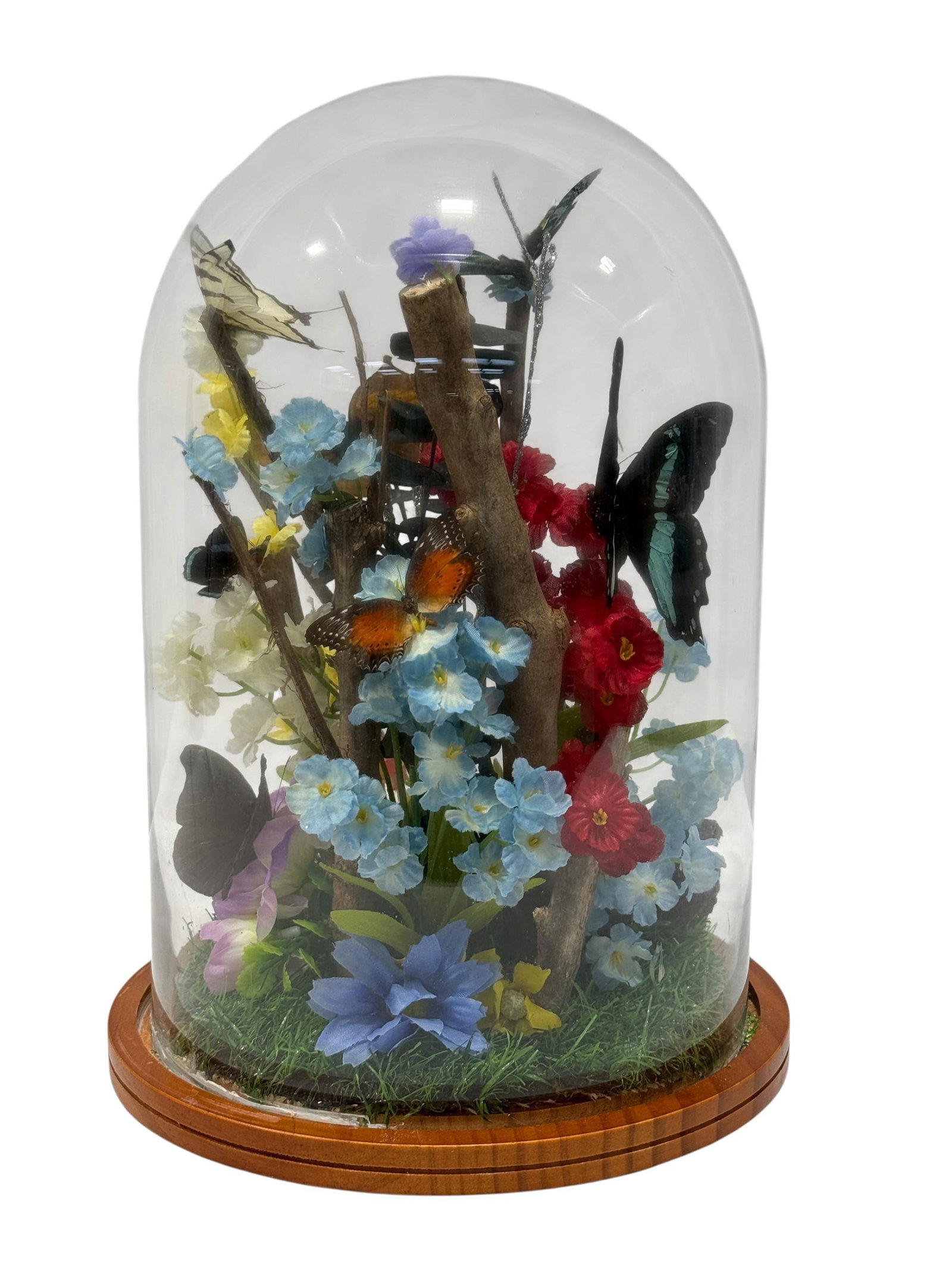 Vintage Butterfly Specimen Display Under Glass Dome (1 of 7)