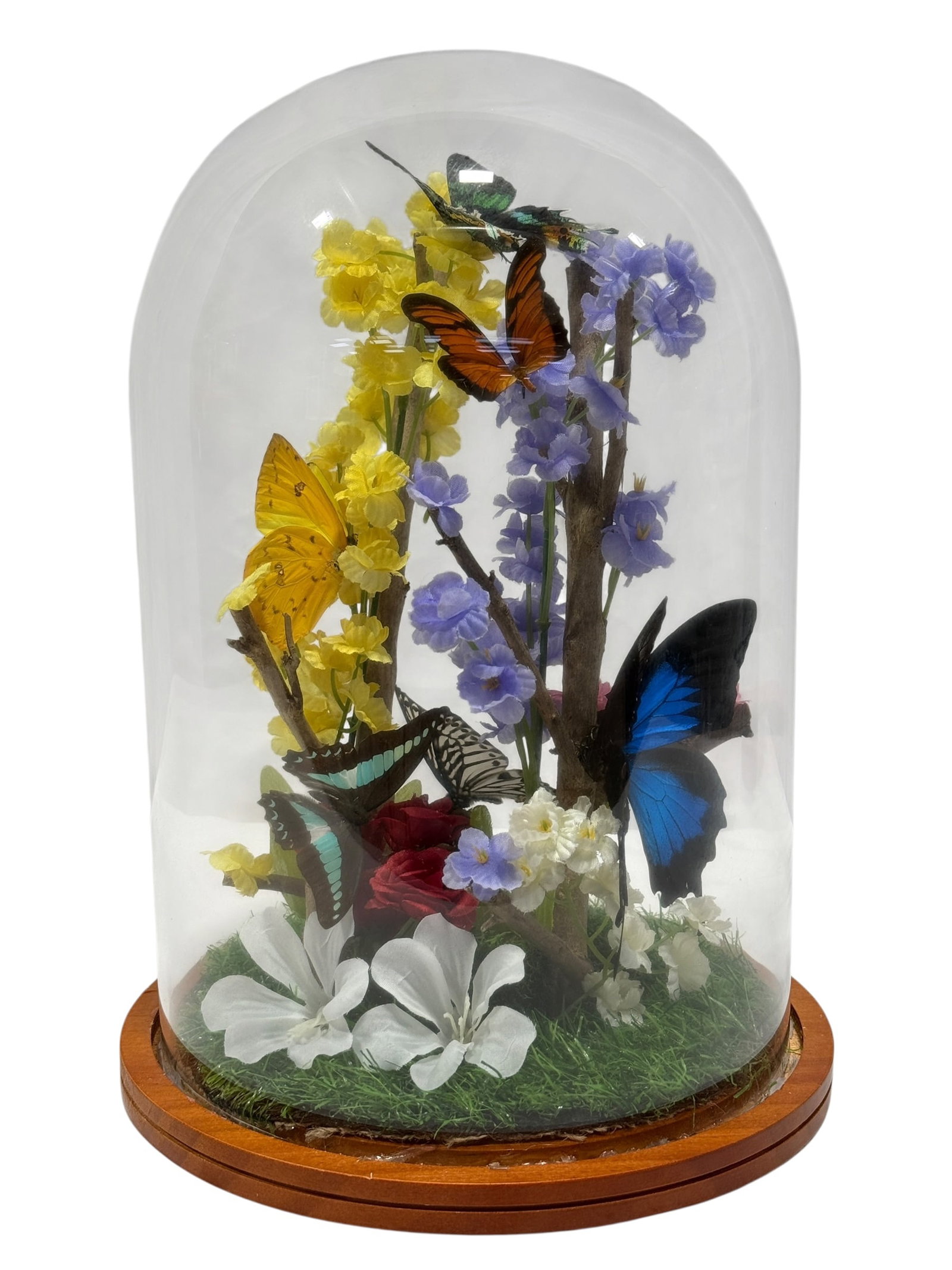 Vintage Butterfly Specimen Display Under Glass Dome (1 of 9)