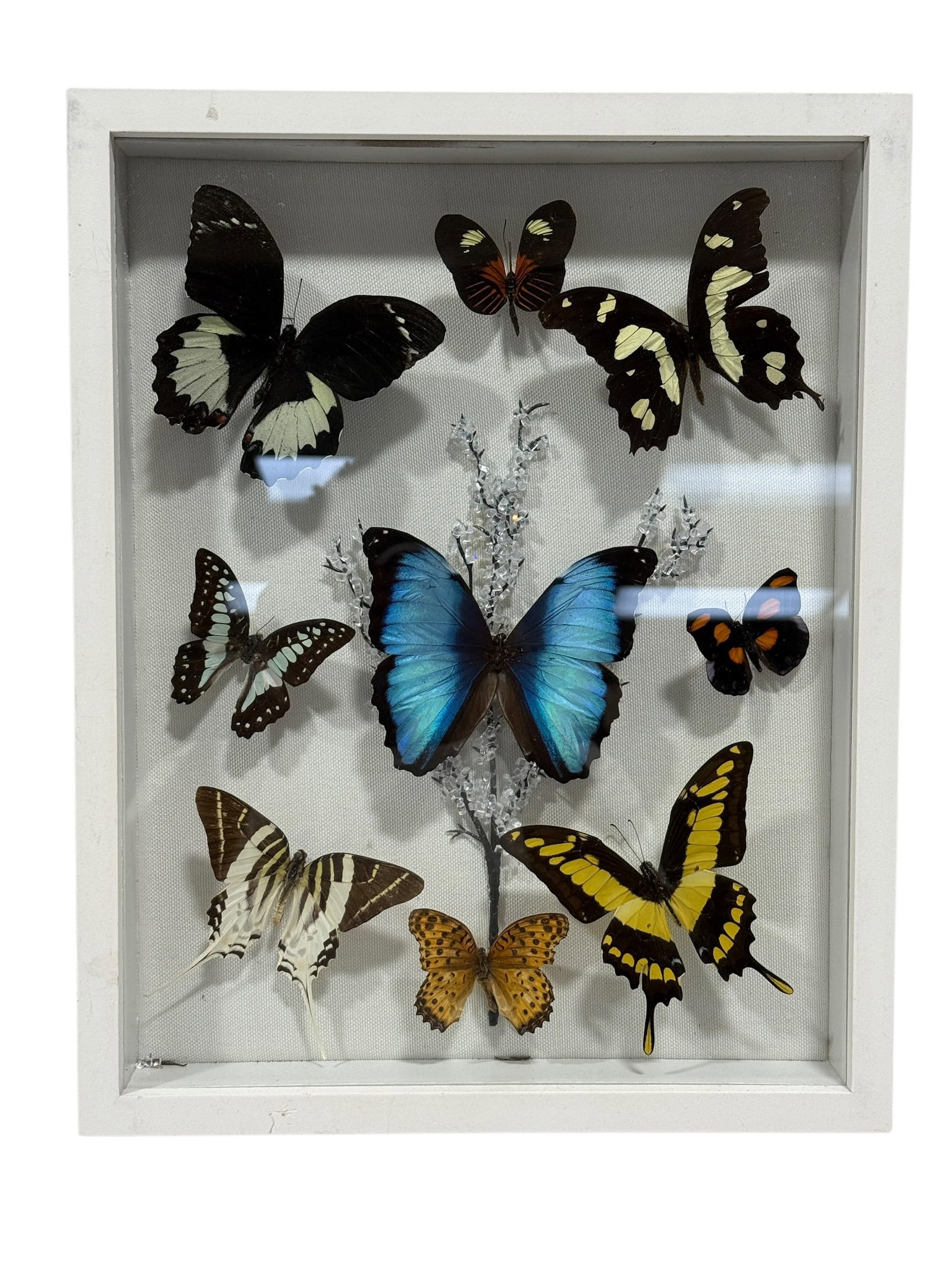 Framed Butterfly Specimen Display (1 of 5)