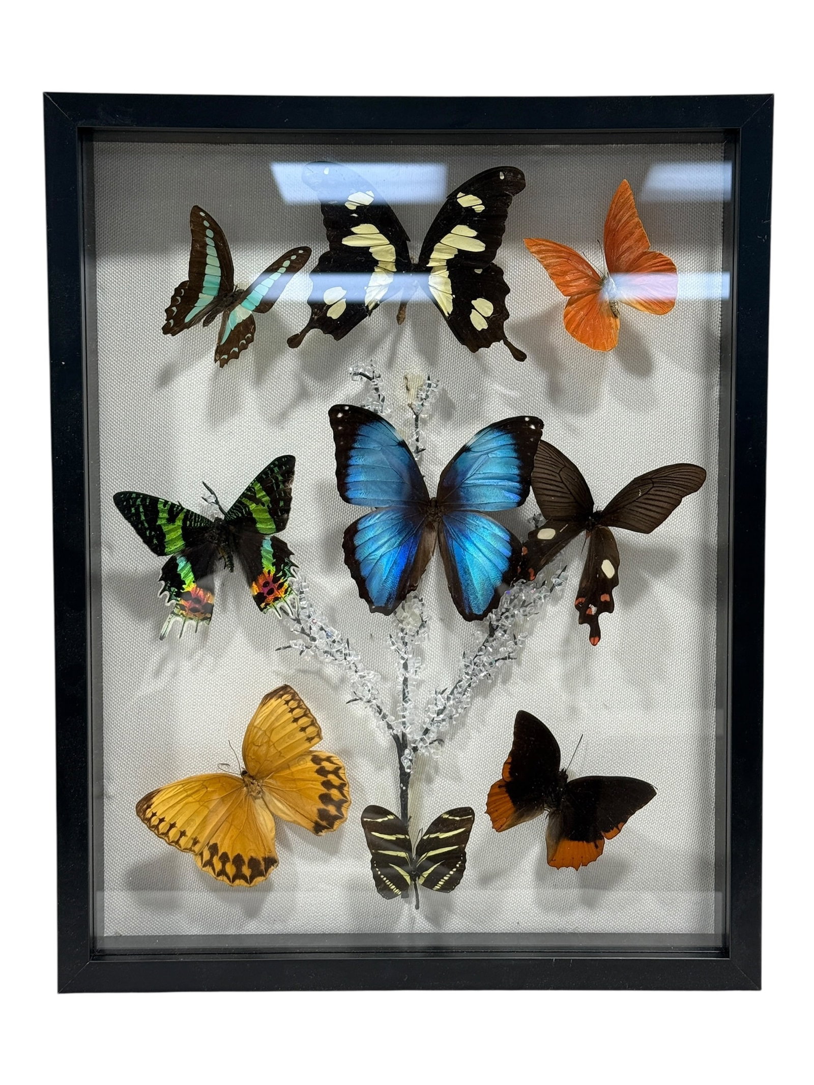 Framed Butterfly Specimen Display (1 of 4)