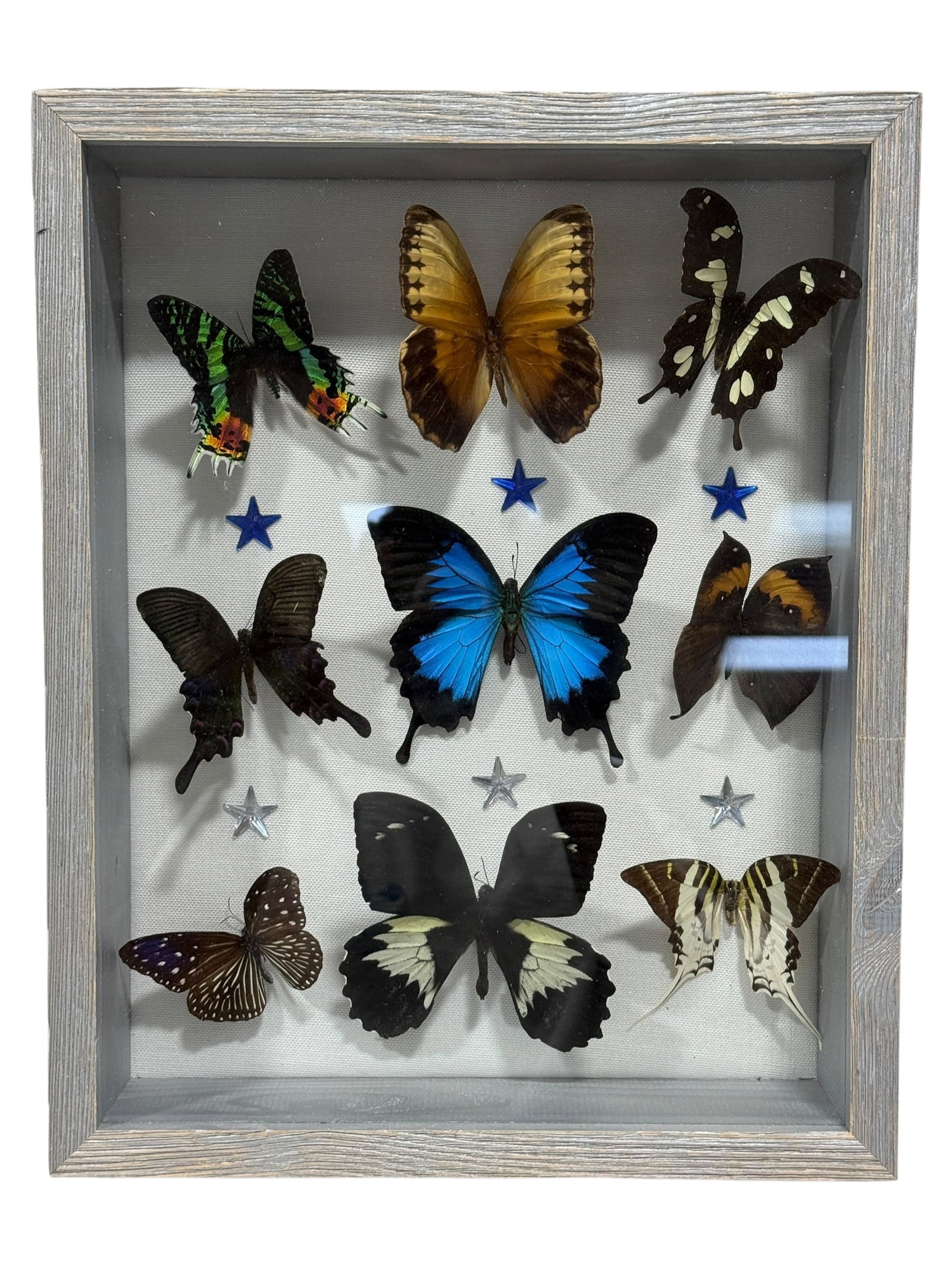 Framed Butterfly Specimen Shadow Box: Decorative entomological shadow-box display featuring nine mounted butterfly specimens arranged in three tiers against a light fabric backing. The collection includes a striking blue-and-black