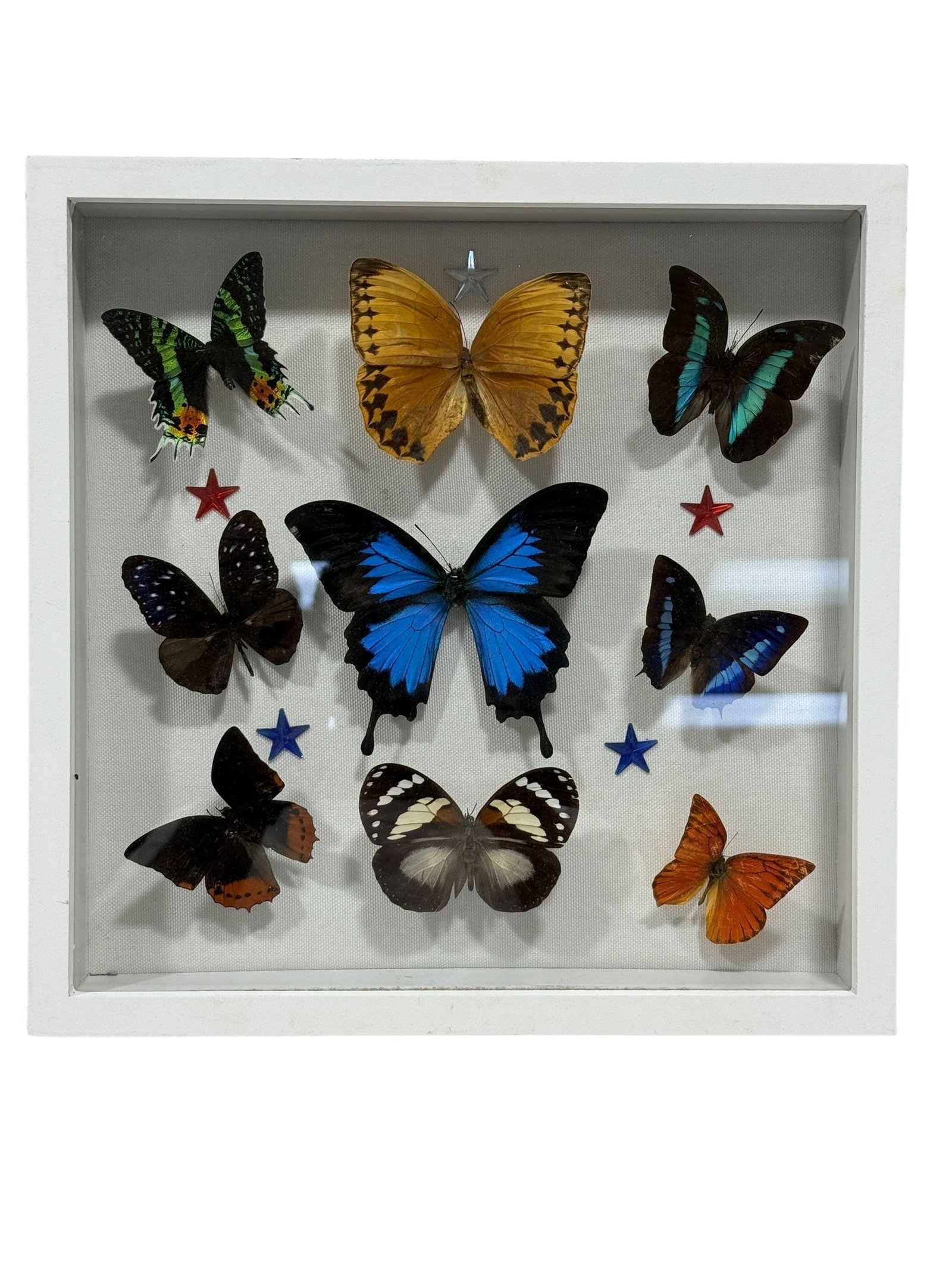 Framed Butterfly Specimen Shadow Box (1 of 4)