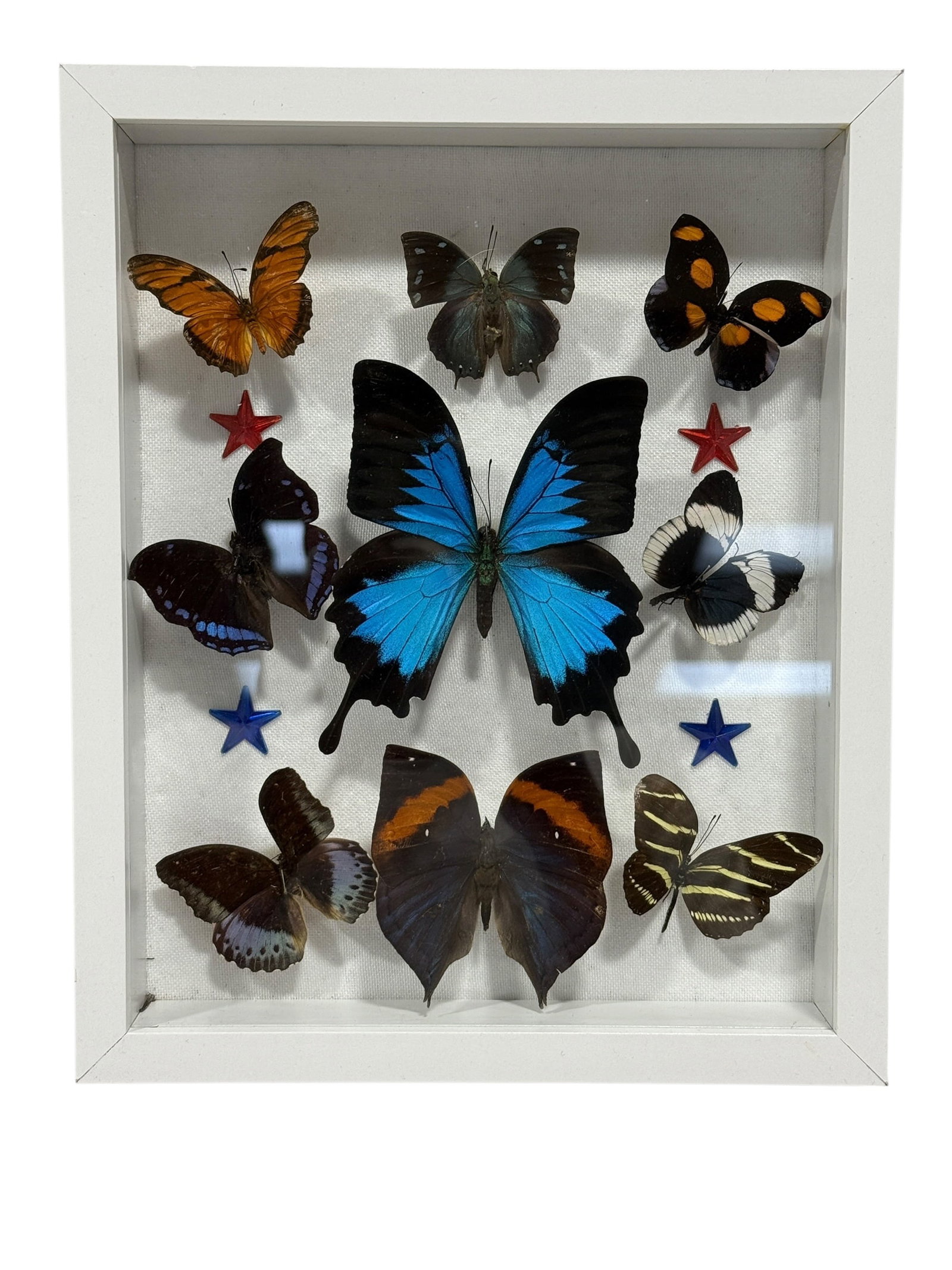Framed Butterfly Specimen Shadow Box (1 of 3)
