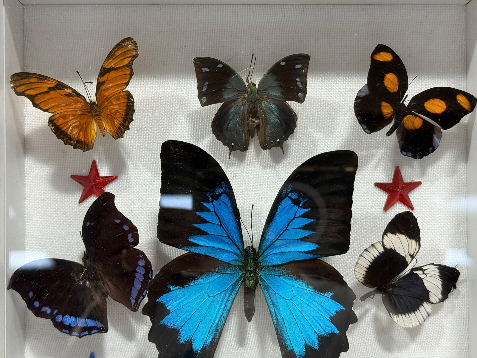Framed Butterfly Specimen Shadow Box - 2