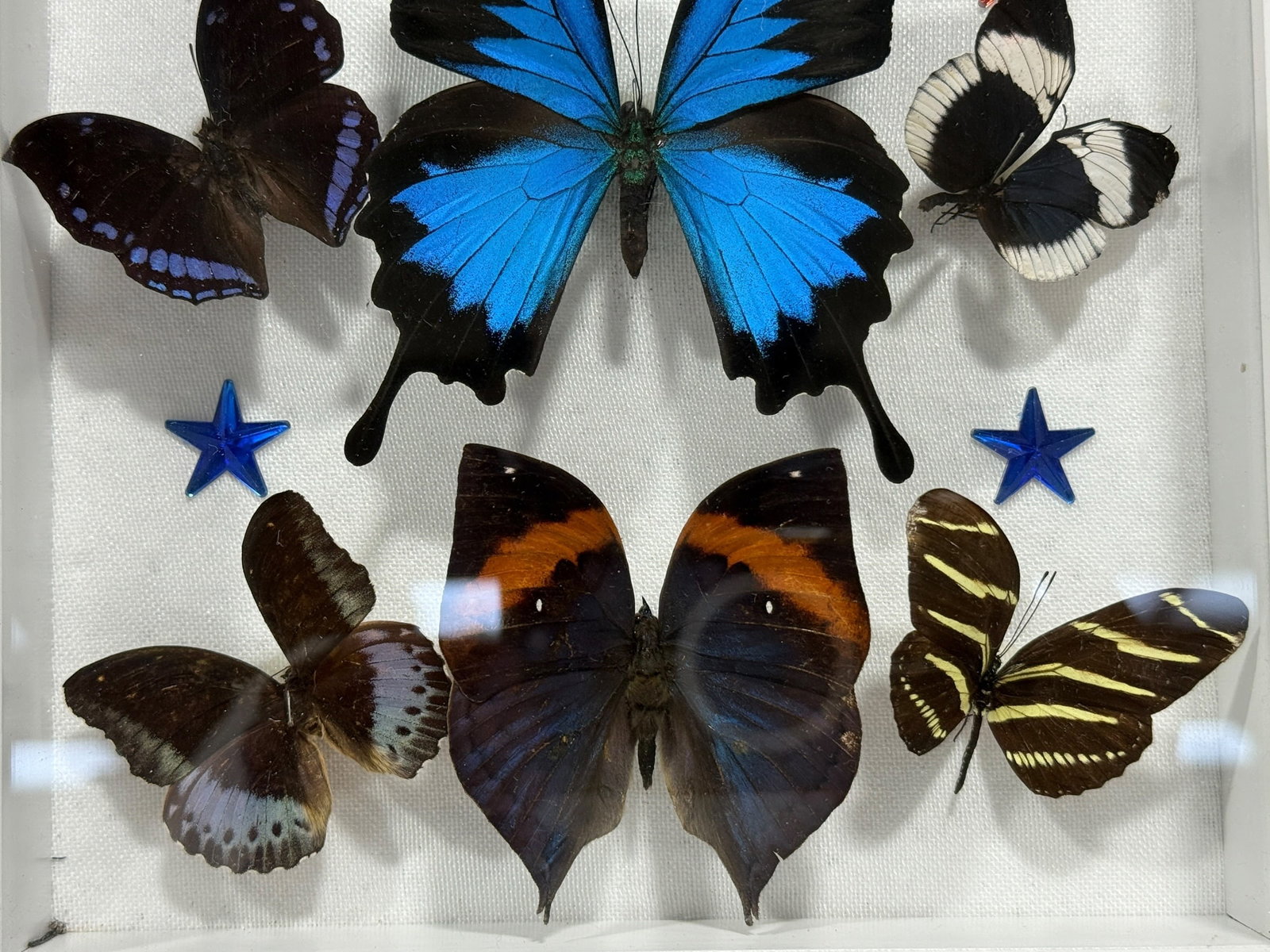 Framed Butterfly Specimen Shadow Box - 3