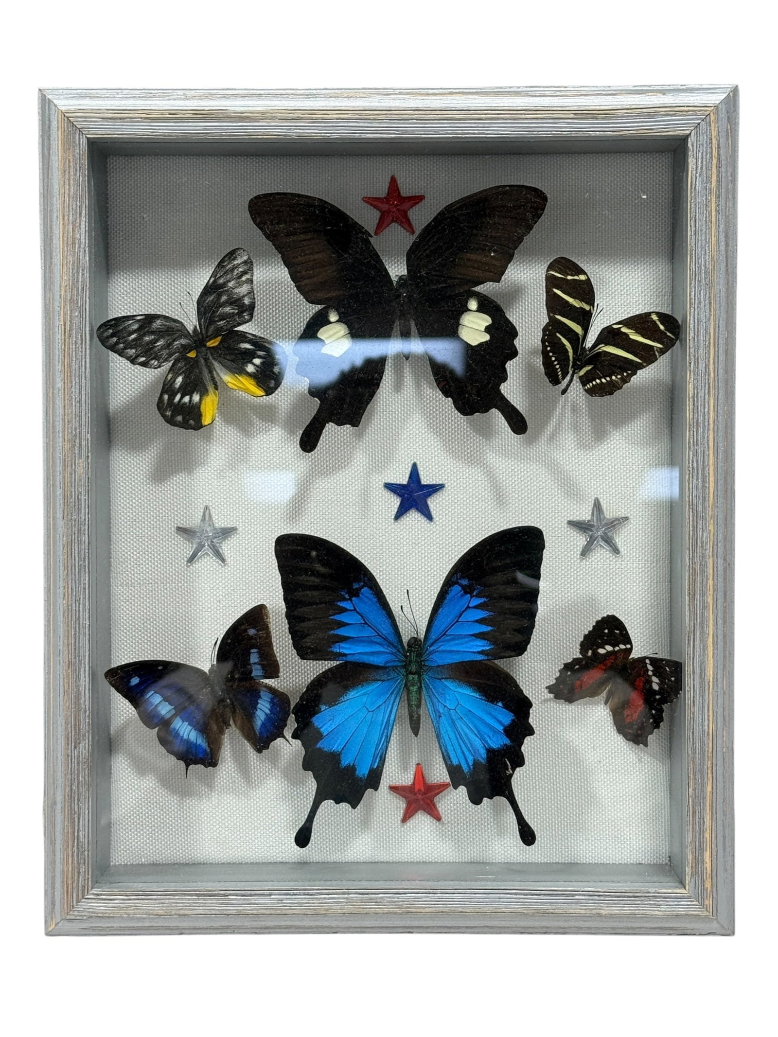 Framed Butterfly Specimen Shadow Box (1 of 3)