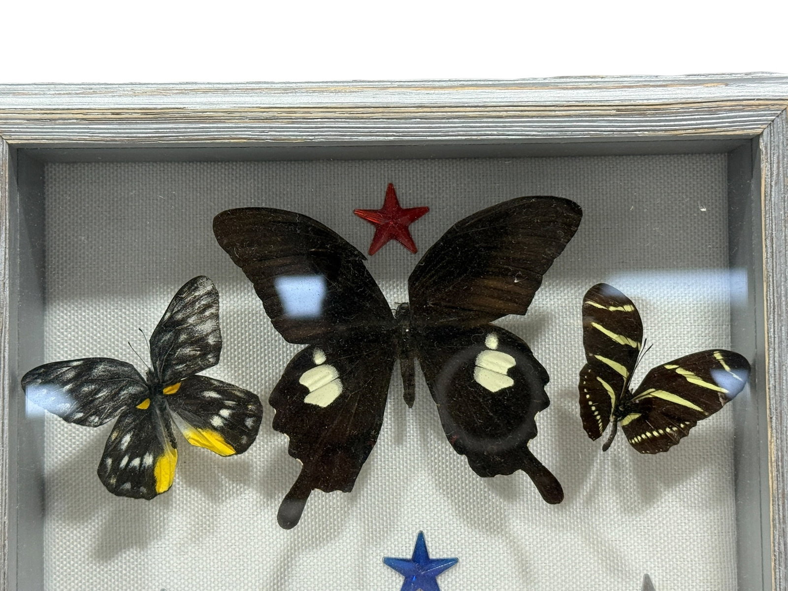 Framed Butterfly Specimen Shadow Box - 2