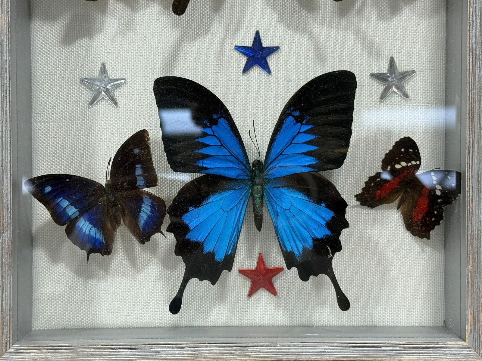 Framed Butterfly Specimen Shadow Box - 3