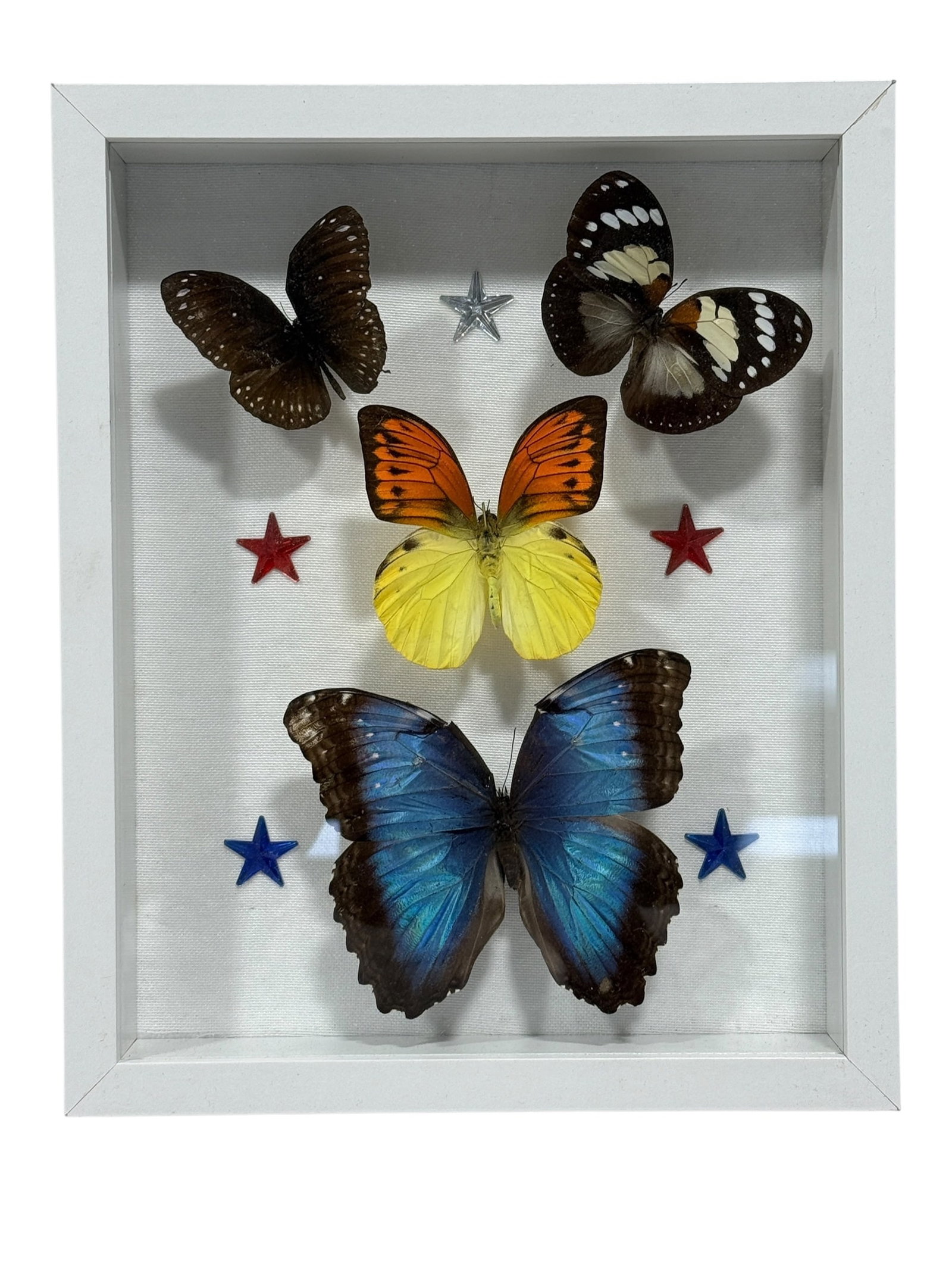 Framed Butterfly Specimen Shadow Box: Decorative natural-history style shadow box containing four mounted butterfly specimens arranged against a light fabric backing, including a large iridescent blue butterfly at the bottom center, an