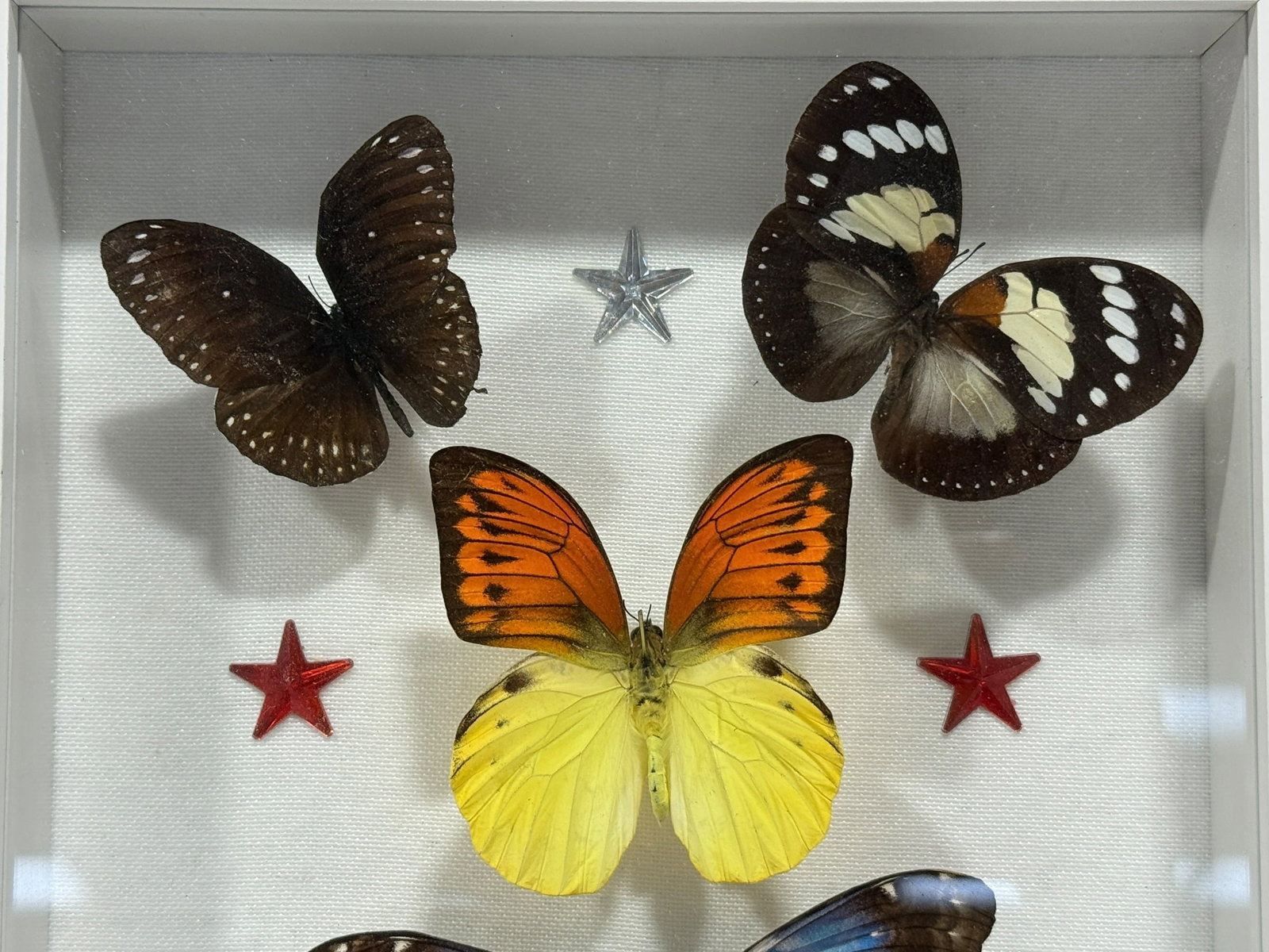 Framed Butterfly Specimen Shadow Box - 2