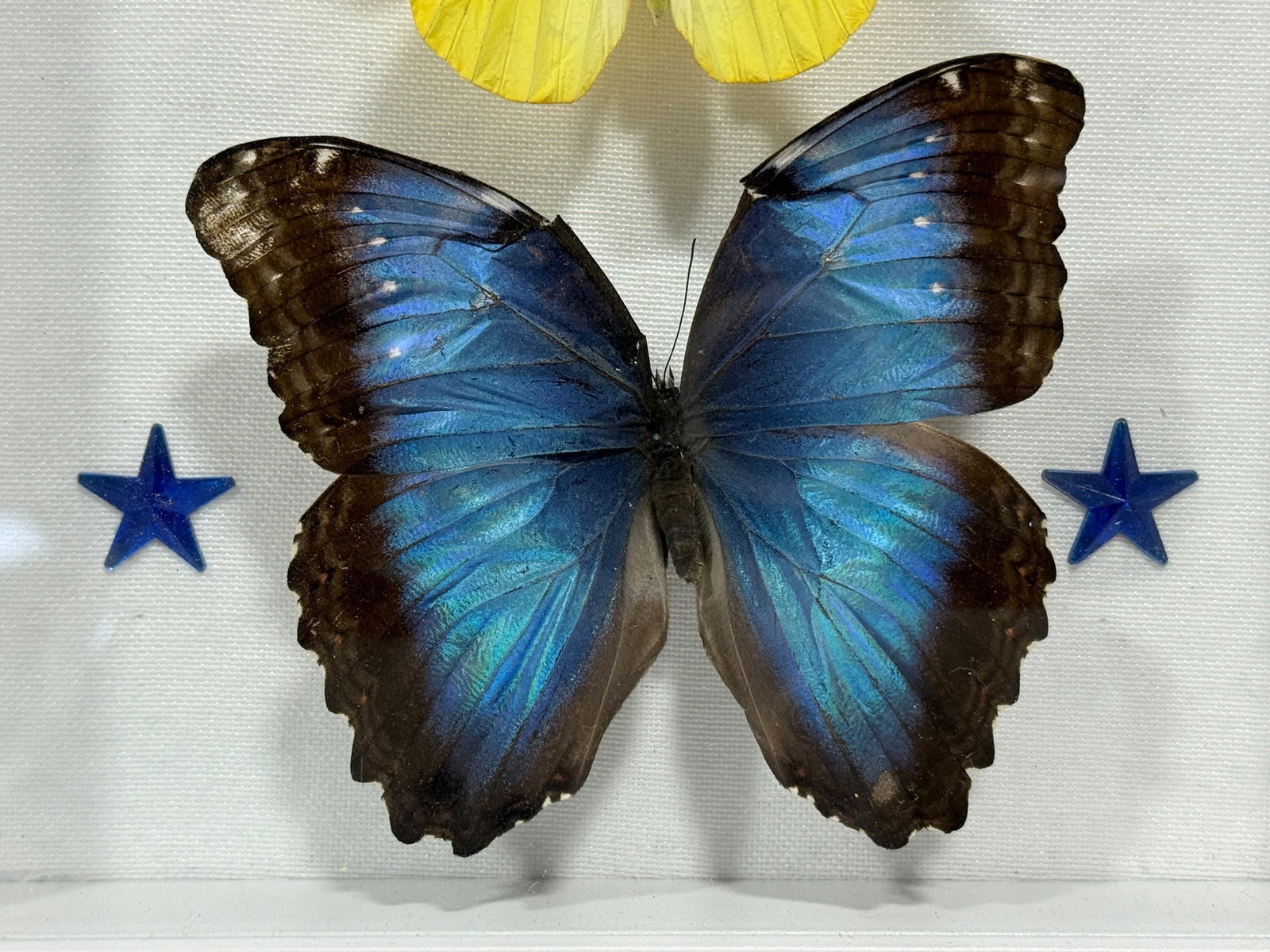 Framed Butterfly Specimen Shadow Box - 3