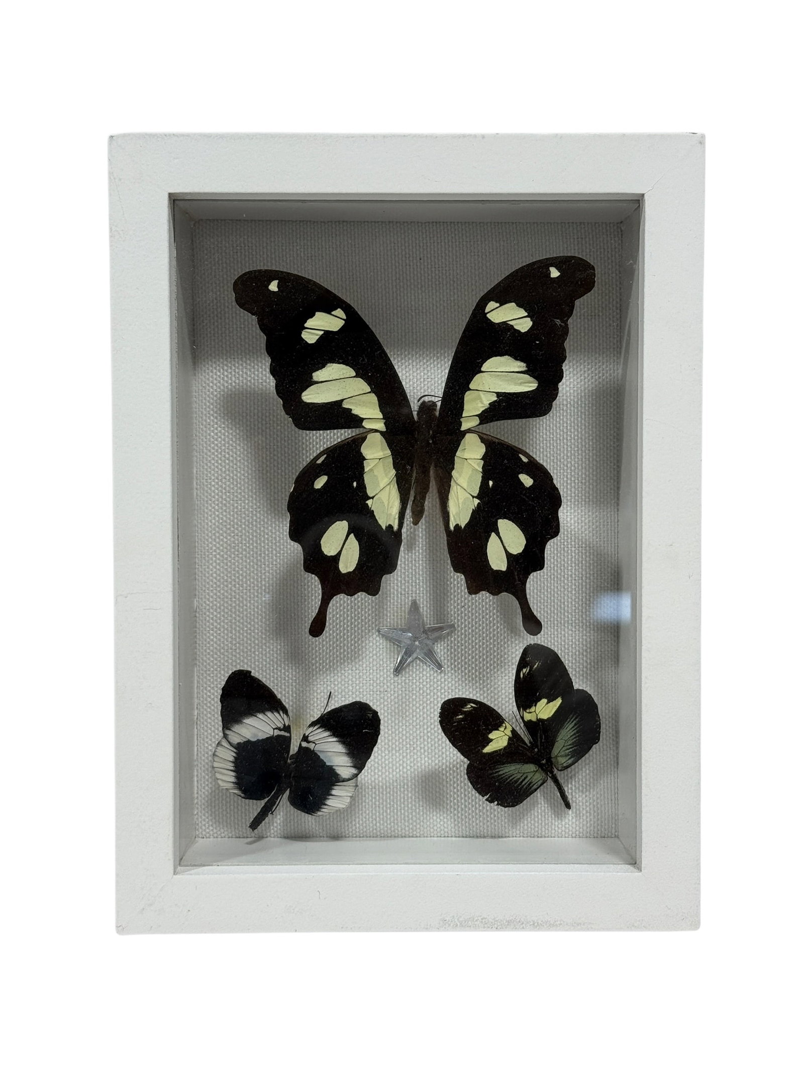 Framed Butterfly Specimen Shadow Box (1 of 2)