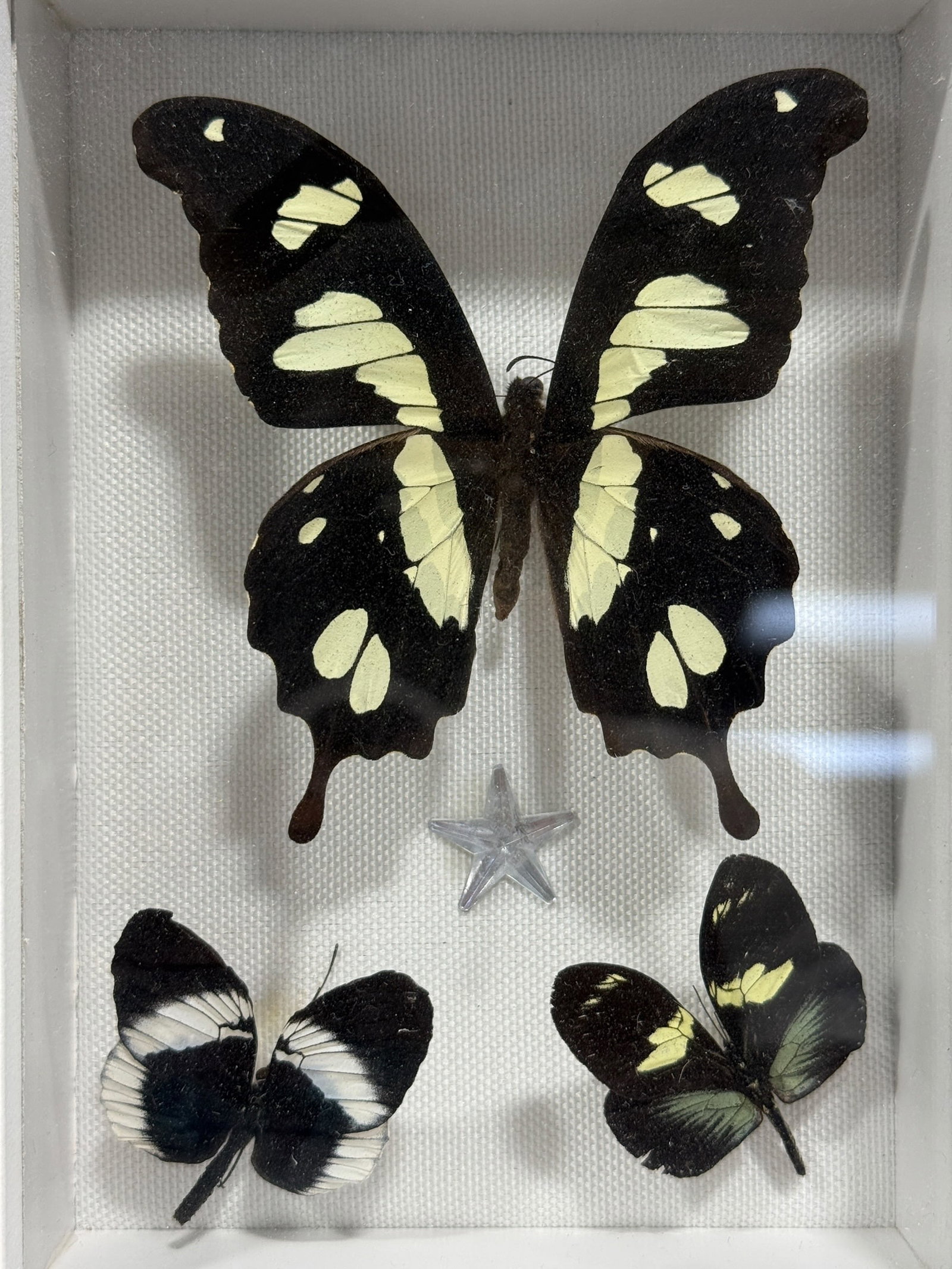Framed Butterfly Specimen Shadow Box - 2