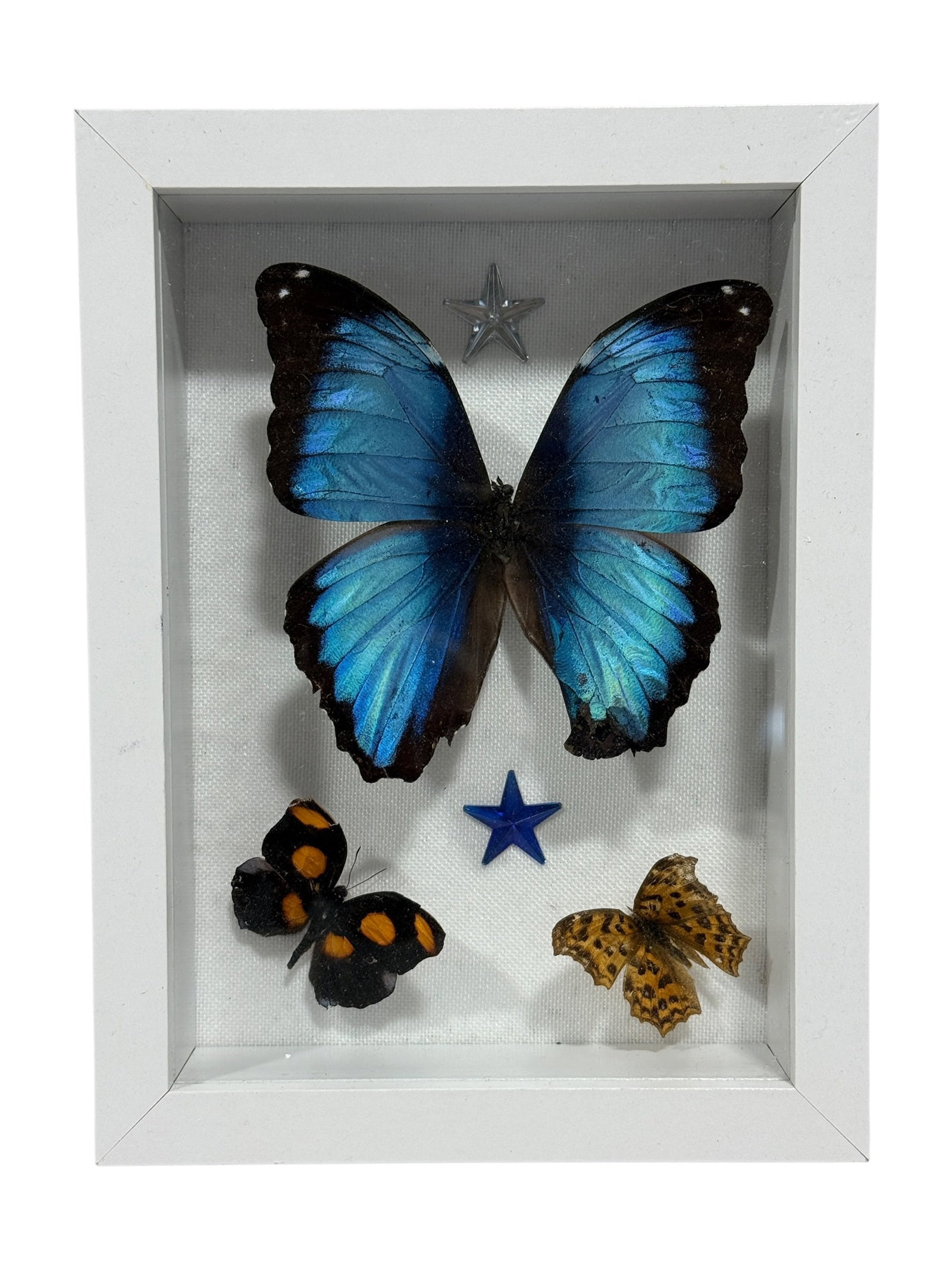 Framed Butterfly Specimen Shadow Box: Decorative entomological shadow box featuring three mounted butterfly specimens, centered by a large iridescent blue butterfly with dark edging, accompanied by two smaller specimens below in