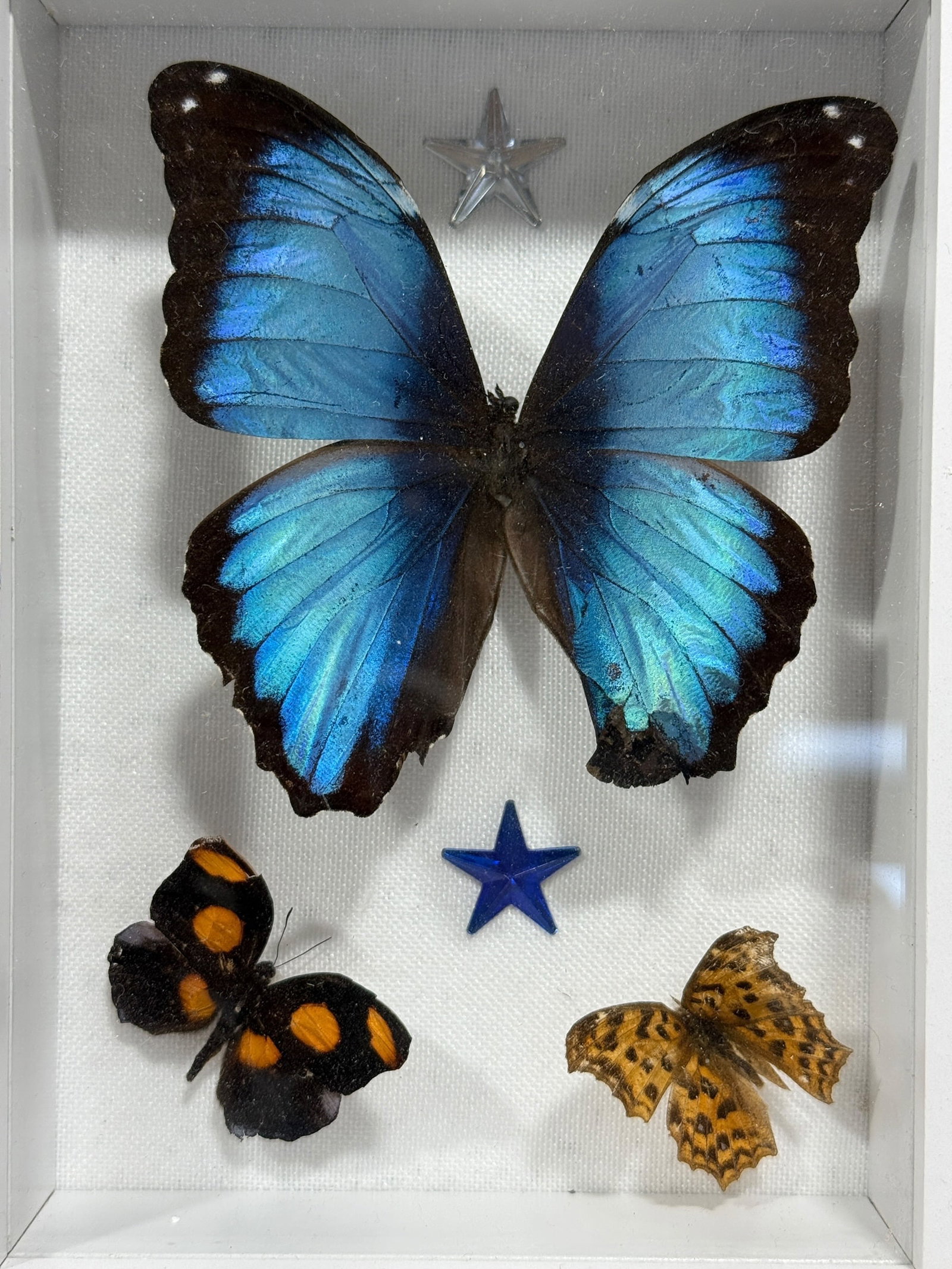 Framed Butterfly Specimen Shadow Box - 2