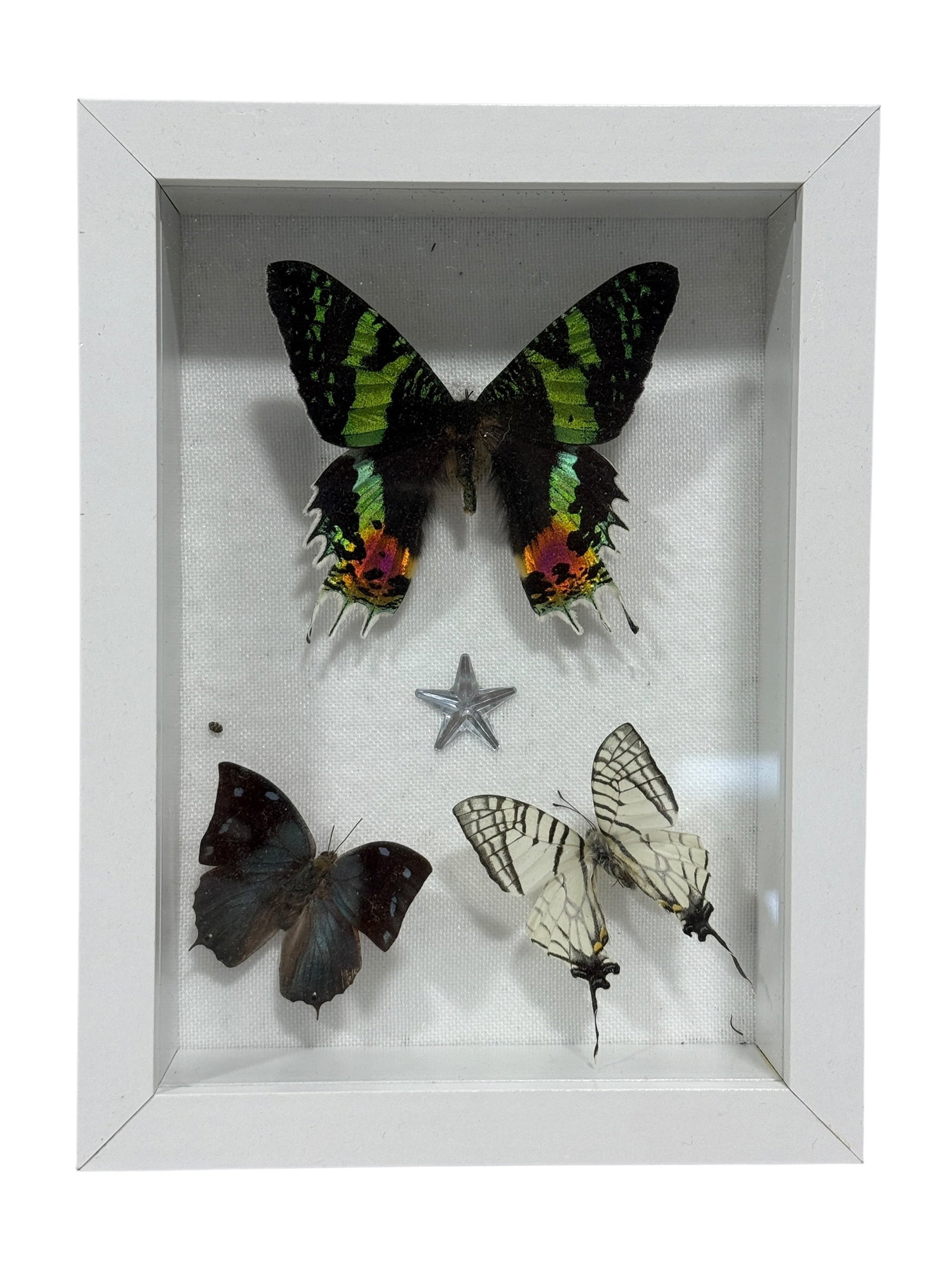 Framed Butterfly Specimen Shadow Box: Decorative entomological shadow box featuring three mounted butterfly specimens, highlighted by a large green-and-black butterfly with colorful orange and pink accents to the lower wings. Two smaller