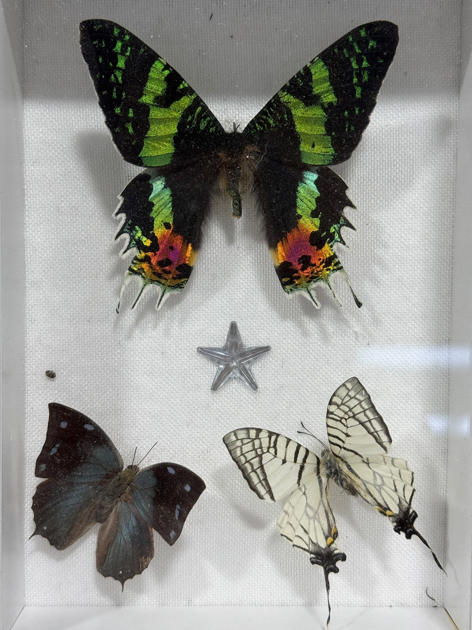 Framed Butterfly Specimen Shadow Box - 2
