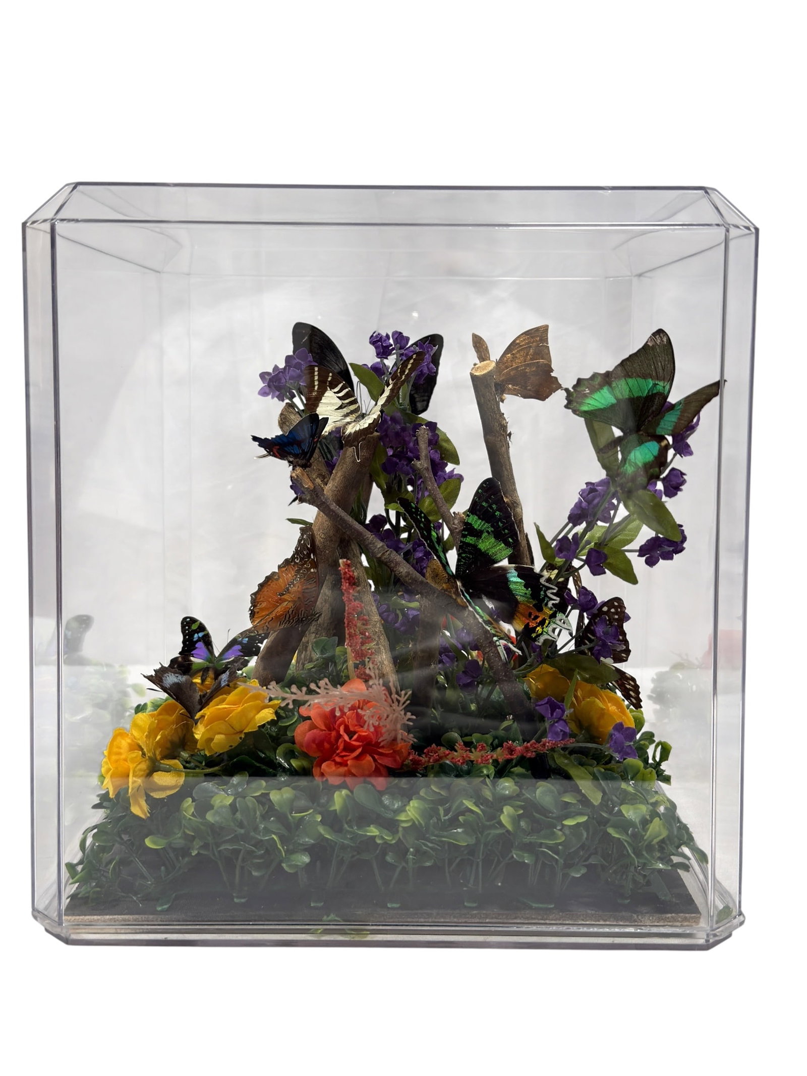 Butterfly Specimen Botanical Diorama in Plastic Display Case (1 of 8)