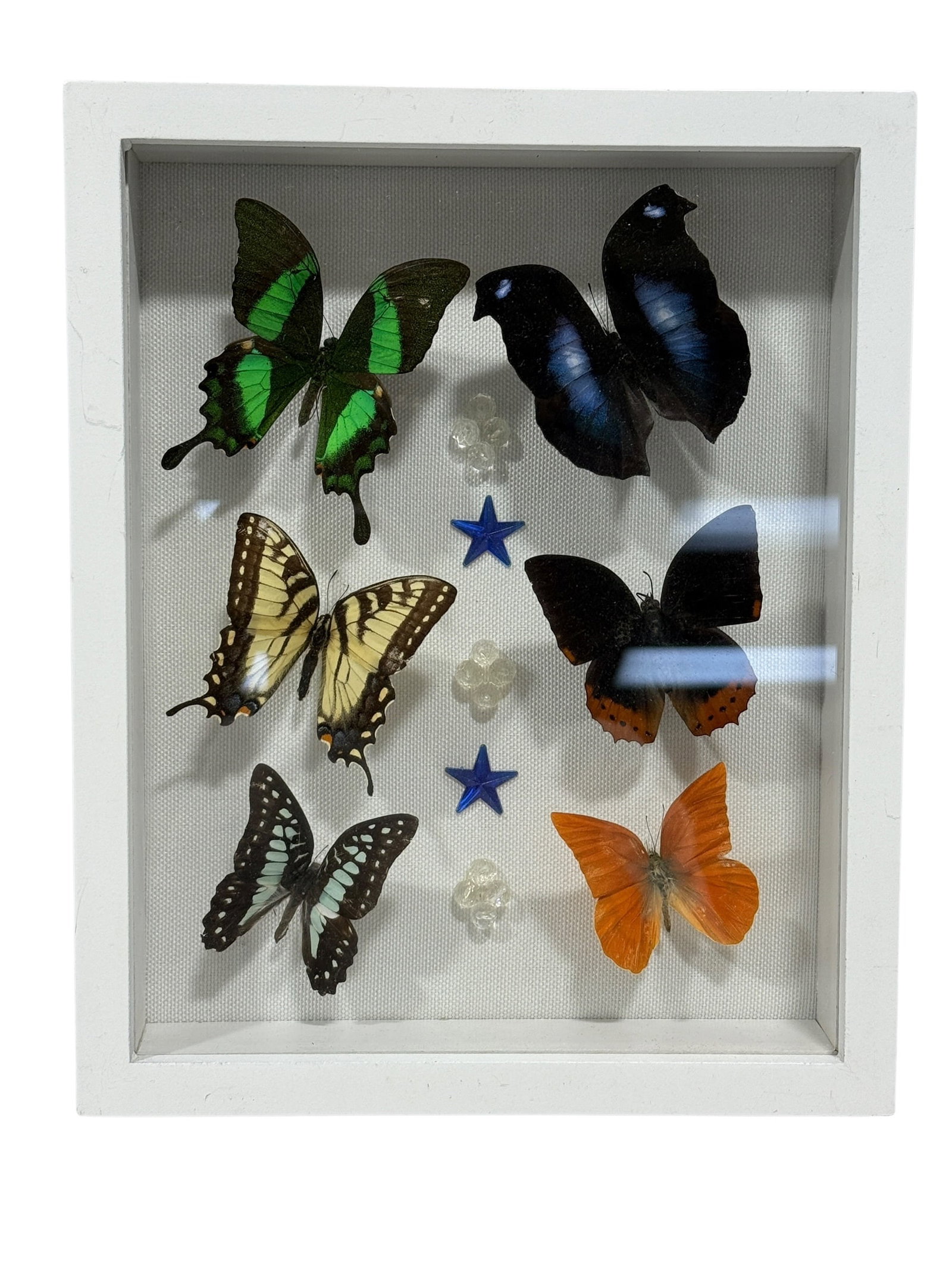 Framed Butterfly Specimen Shadow Box: Decorative shadowbox display featuring six mounted butterfly specimens arranged against a white textile backing, including pairs with pale blue, yellow, green, orange, and deep iridescent blue