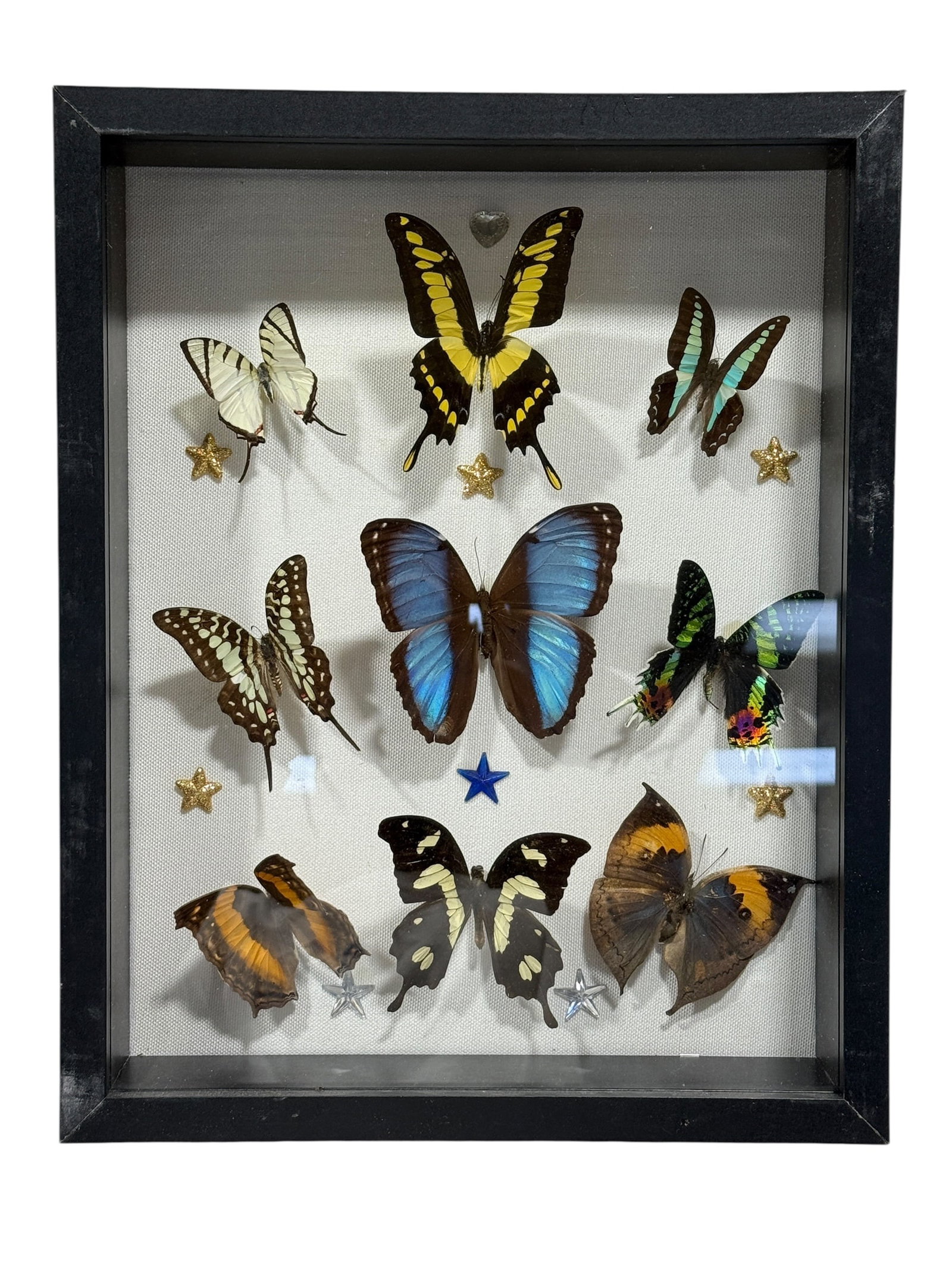 Framed Butterfly Specimen Shadow Box (1 of 4)