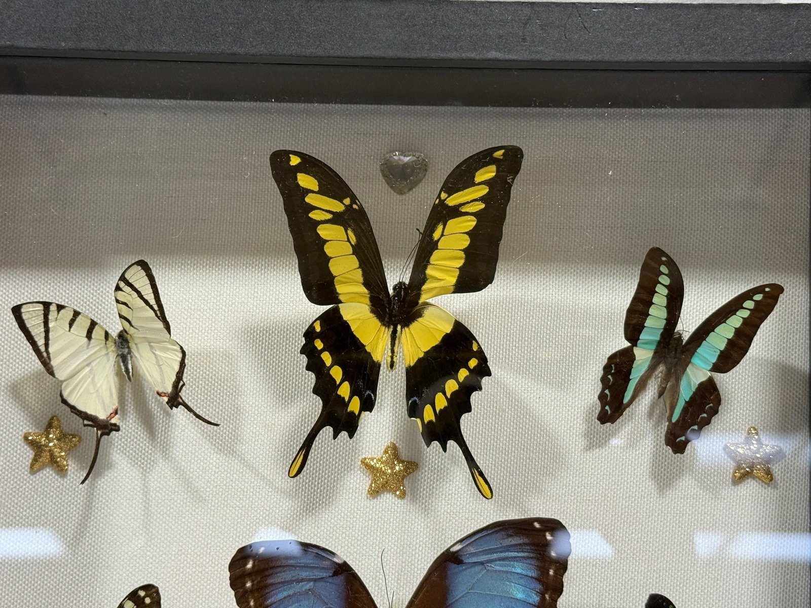 Framed Butterfly Specimen Shadow Box - 2