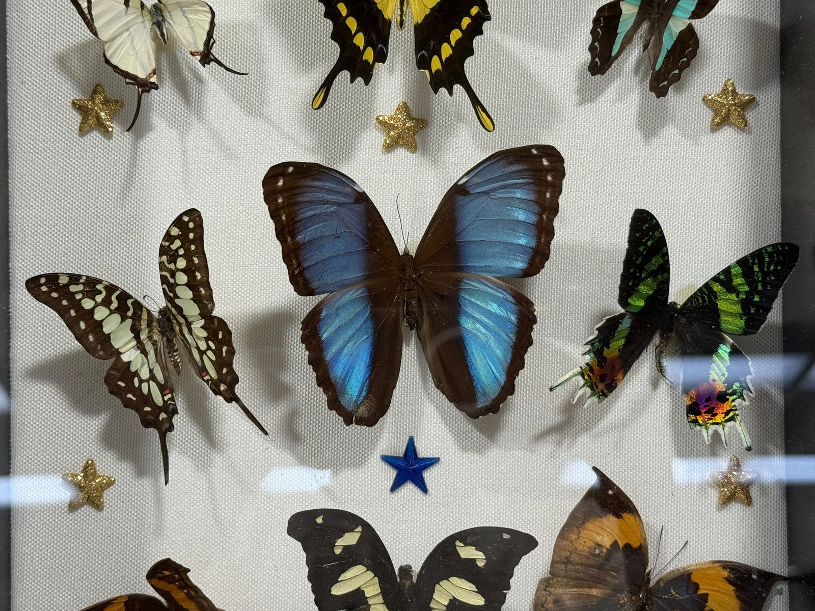 Framed Butterfly Specimen Shadow Box - 3