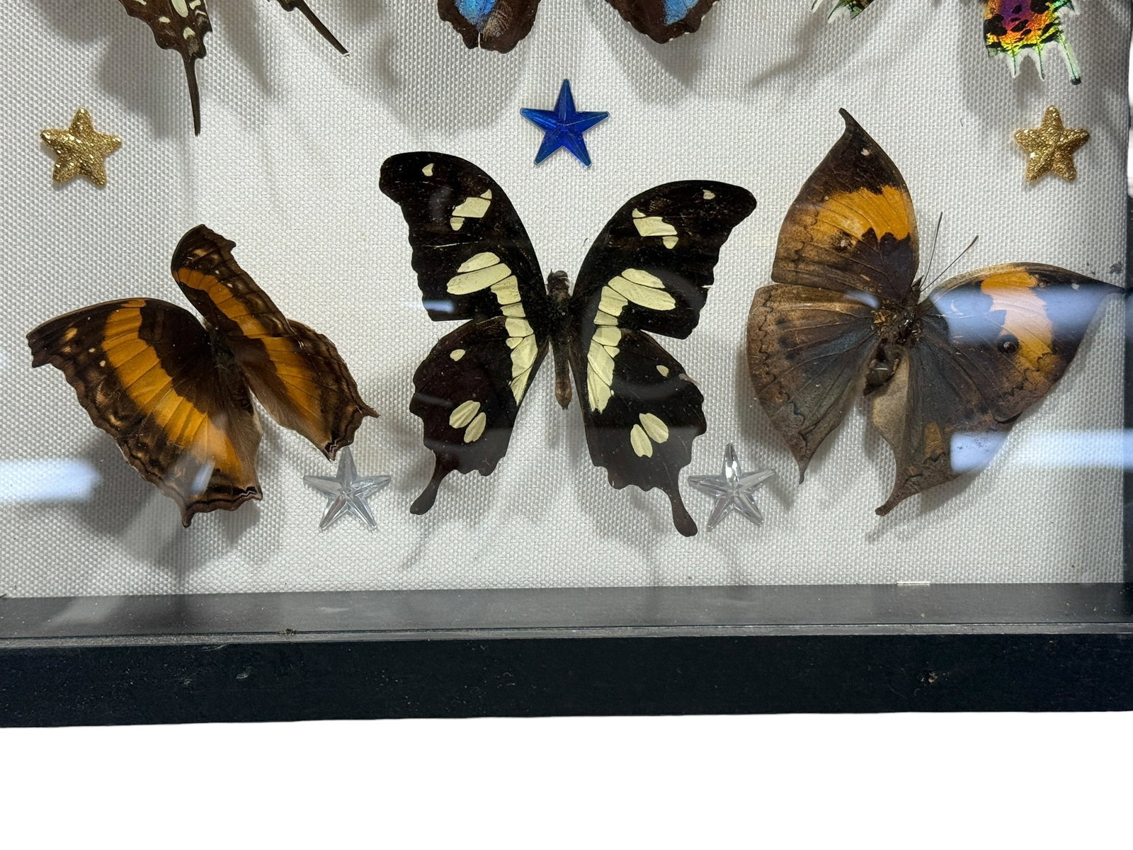 Framed Butterfly Specimen Shadow Box - 4