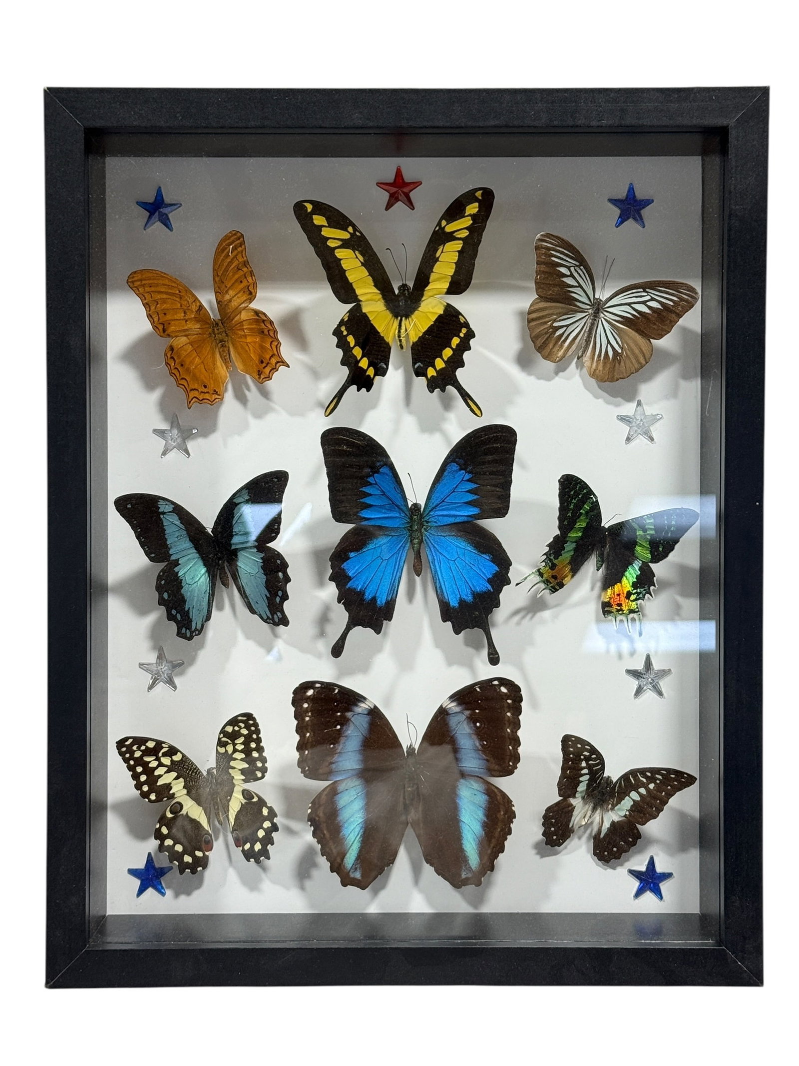 Framed Butterfly Specimen Shadow Box: Decorative entomological shadowbox featuring nine mounted butterfly specimens arranged against a white textile backing, centered by a large vivid blue butterfly and surrounded by yellow-and-black,
