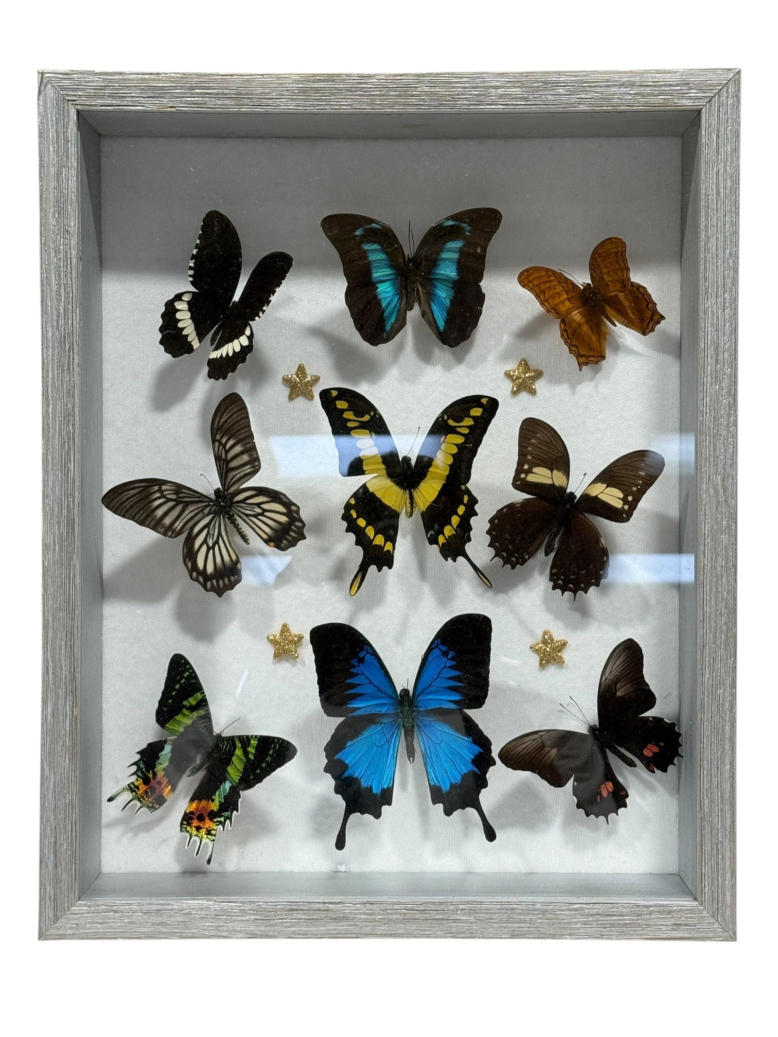 Framed Butterfly Specimen Shadow Box: Decorative entomological shadowbox featuring a varied arrangement of nine mounted butterfly specimens against a white textile backing, including a prominent yellow-and-black swallowtail, vivid blue