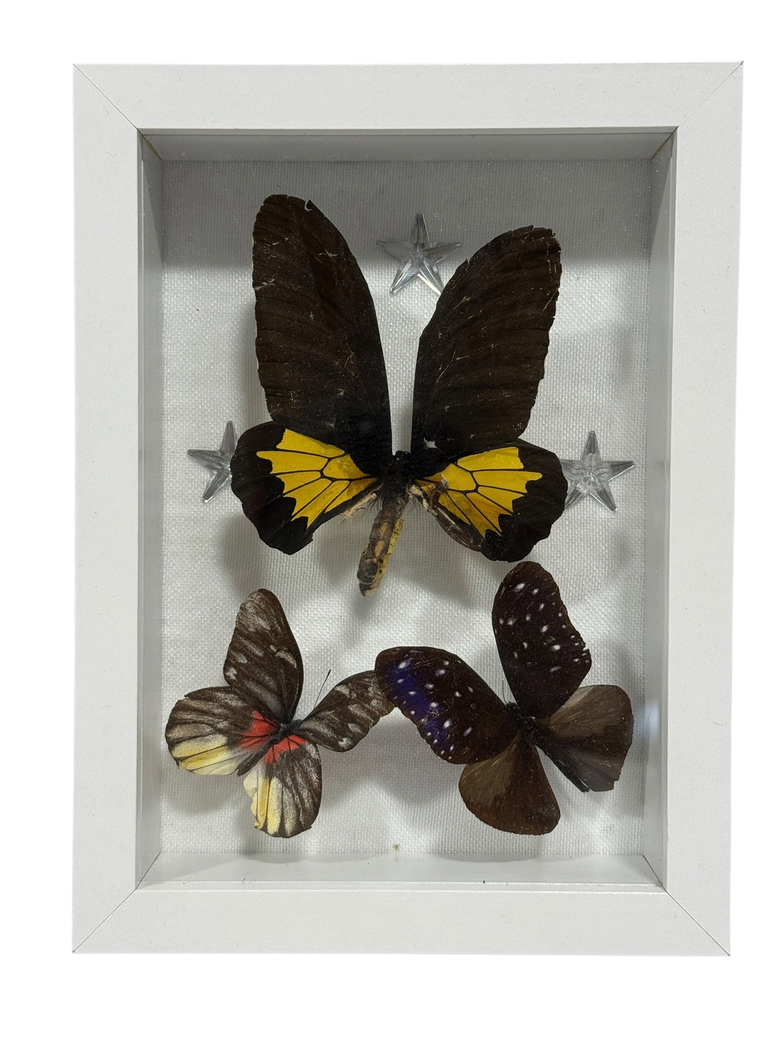 Framed Butterfly Specimen Shadow Box: Decorative shadowbox featuring three mounted butterfly specimens arranged against a white backing, including a large black-and-yellow butterfly at the top with two smaller specimens below in