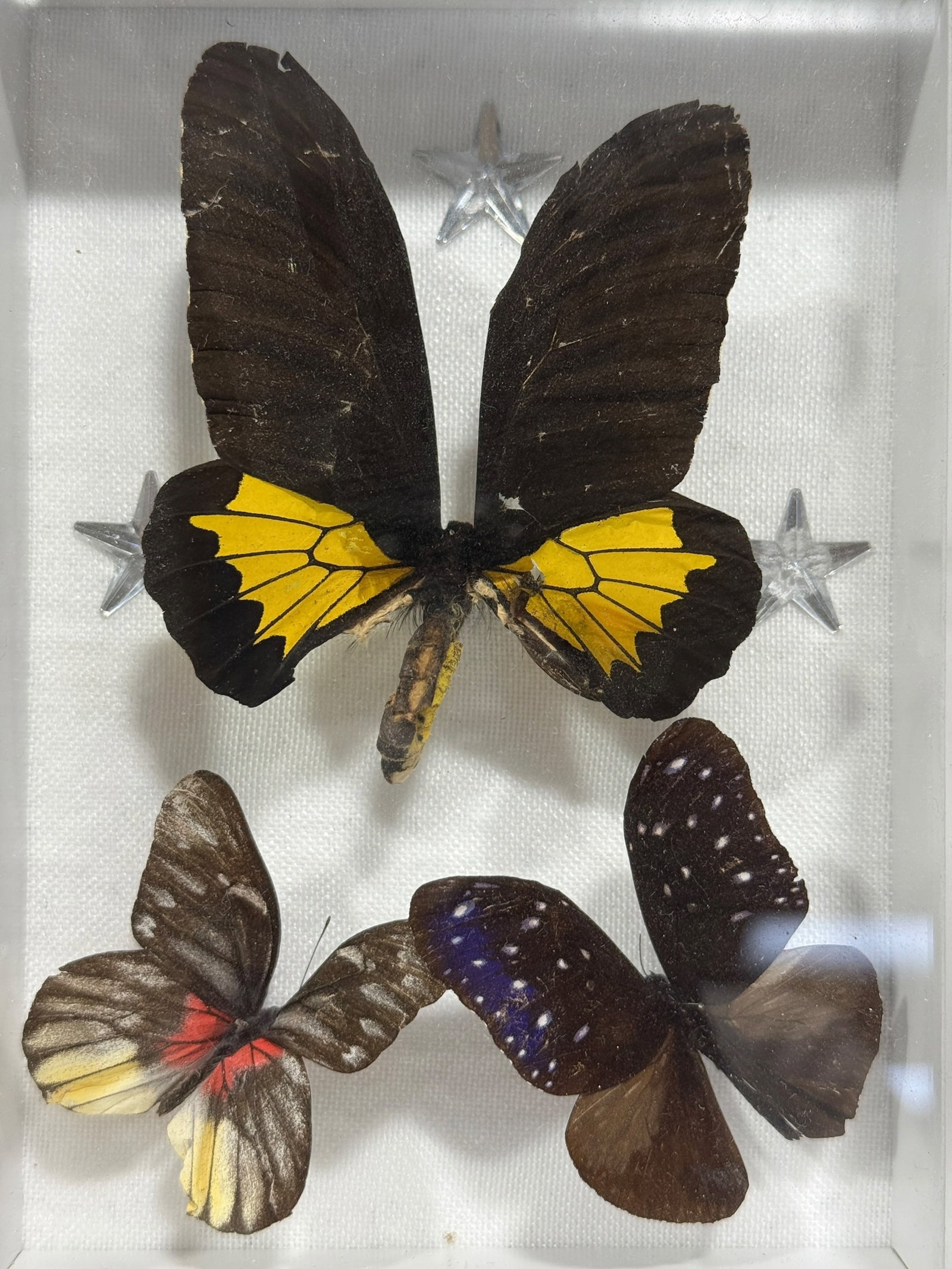 Framed Butterfly Specimen Shadow Box - 2