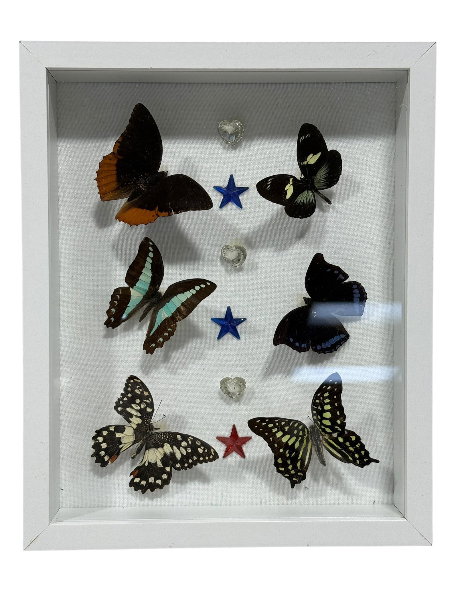 Framed Butterfly Specimen Shadow Box: Decorative entomological shadowbox featuring six mounted butterfly specimens arranged in three rows against a white backing. The display includes butterflies in black, orange, pale blue, deep blue,