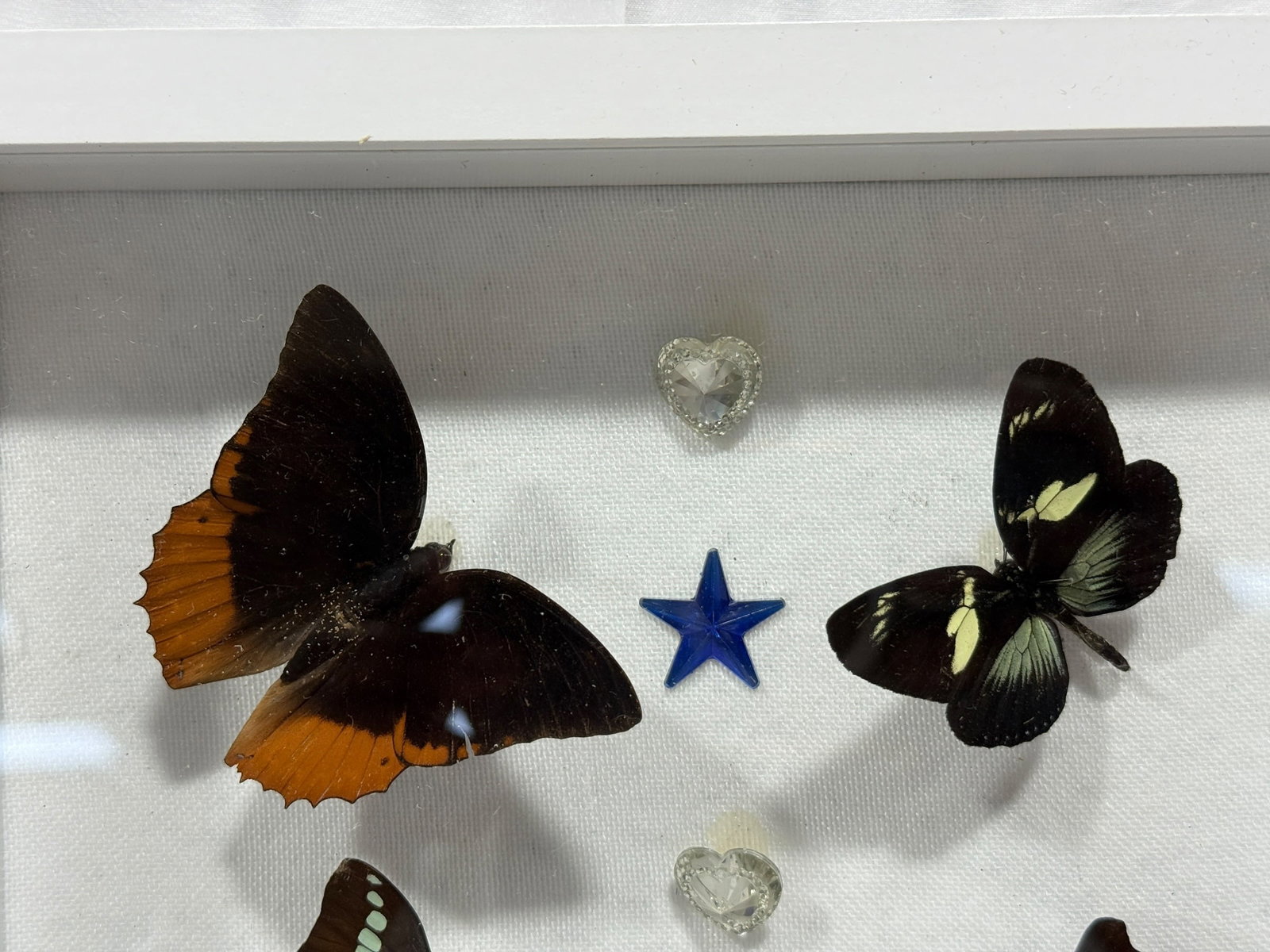 Framed Butterfly Specimen Shadow Box - 2