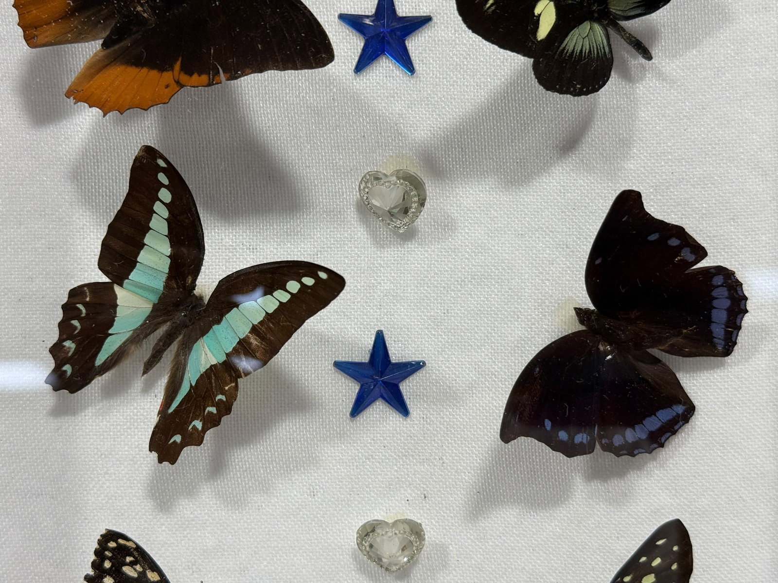 Framed Butterfly Specimen Shadow Box - 3