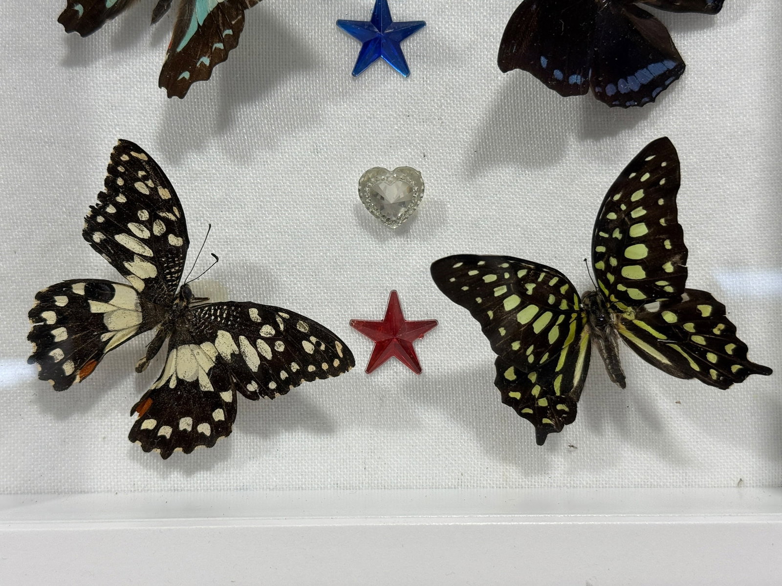 Framed Butterfly Specimen Shadow Box - 4