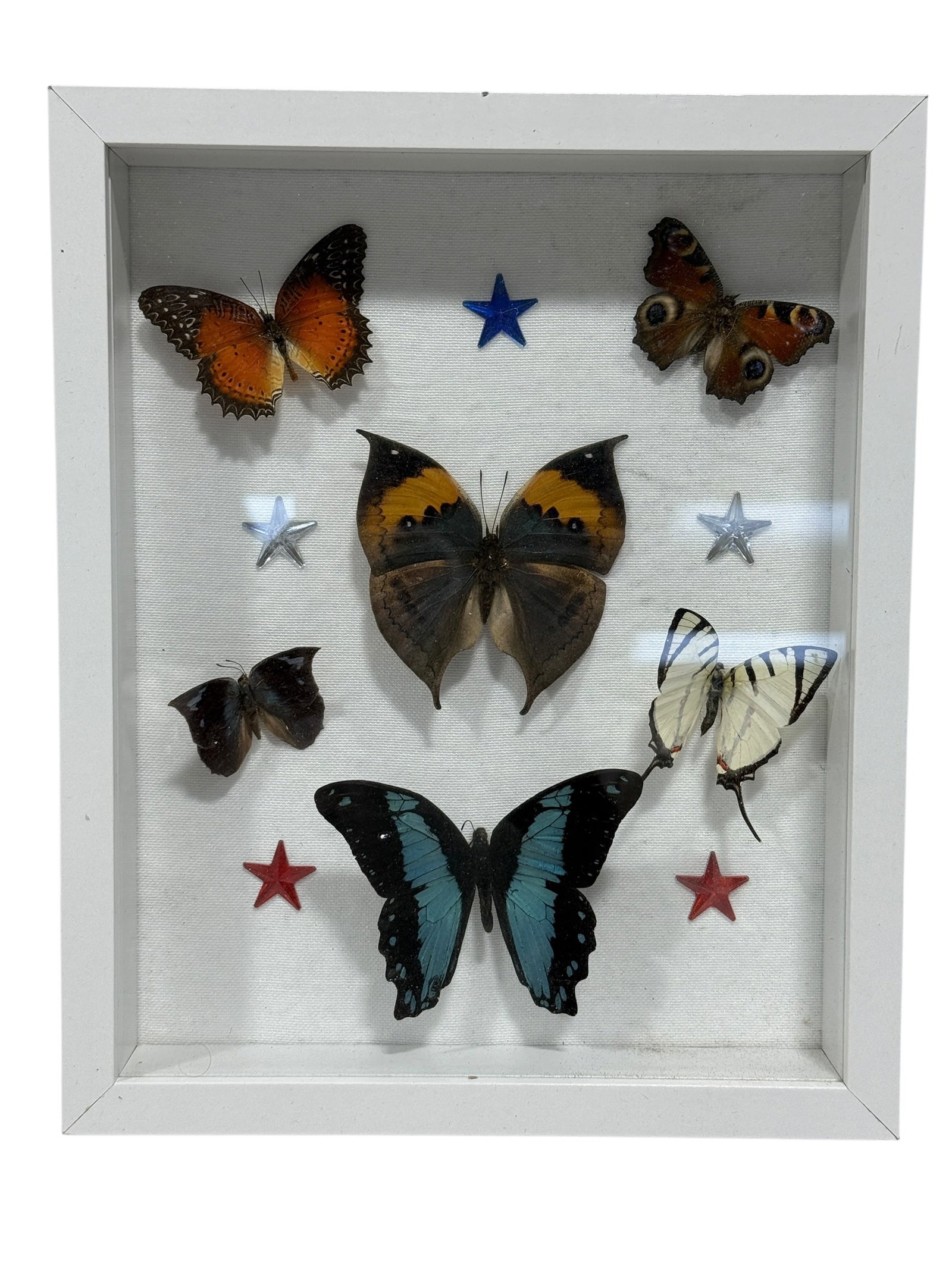Framed Butterfly Specimen Shadow Box: Decorative entomological shadowbox featuring six mounted butterfly specimens arranged against a white backing, including examples with orange, pale yellow, green, blue, and dark-patterned wings.