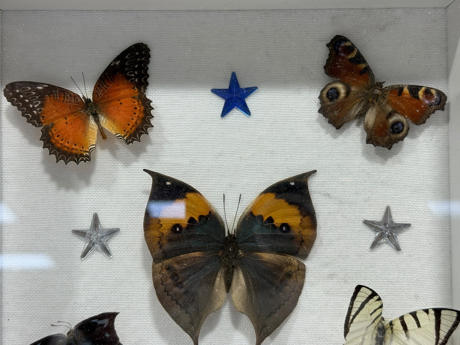 Framed Butterfly Specimen Shadow Box - 2
