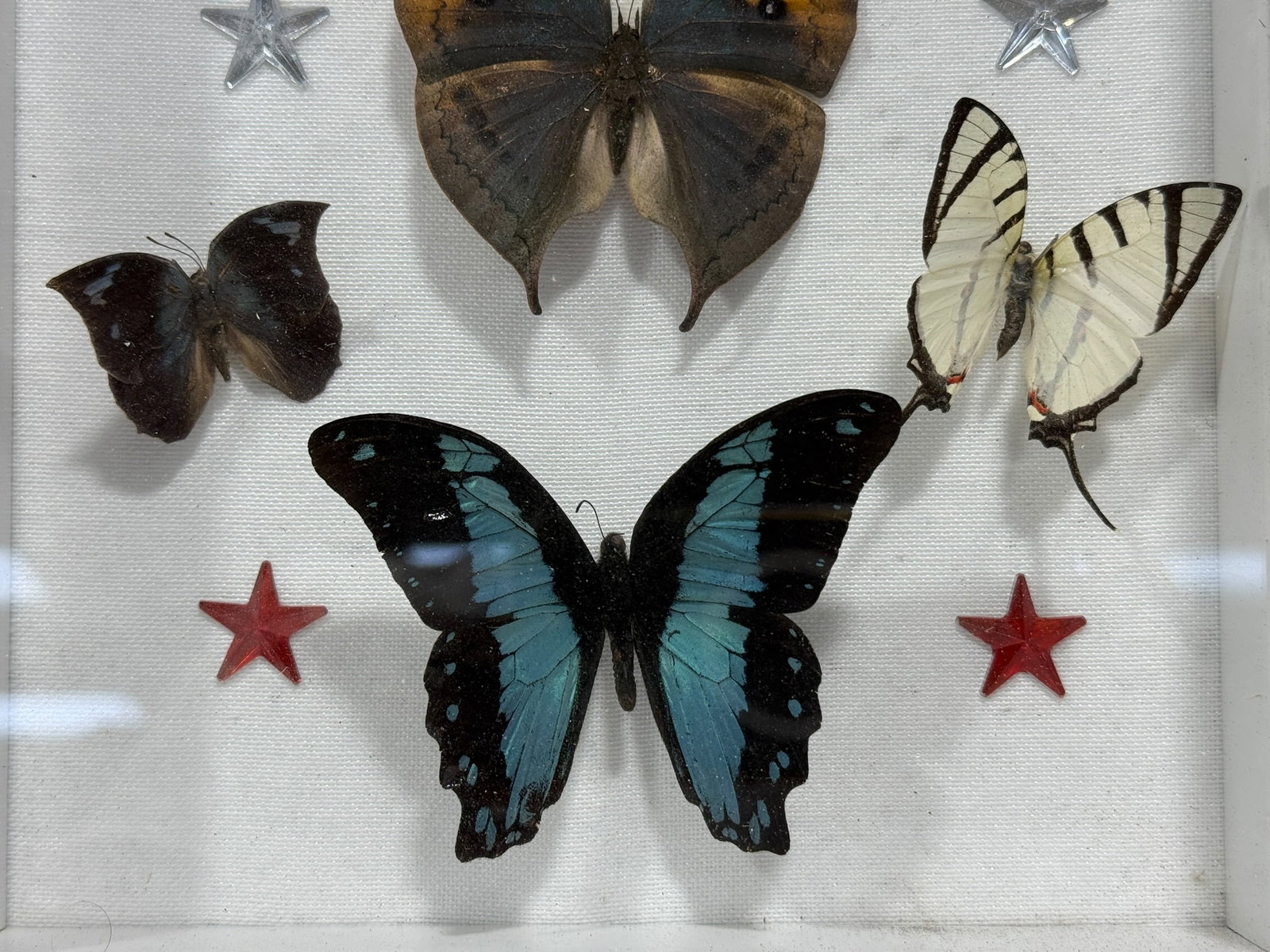 Framed Butterfly Specimen Shadow Box - 3