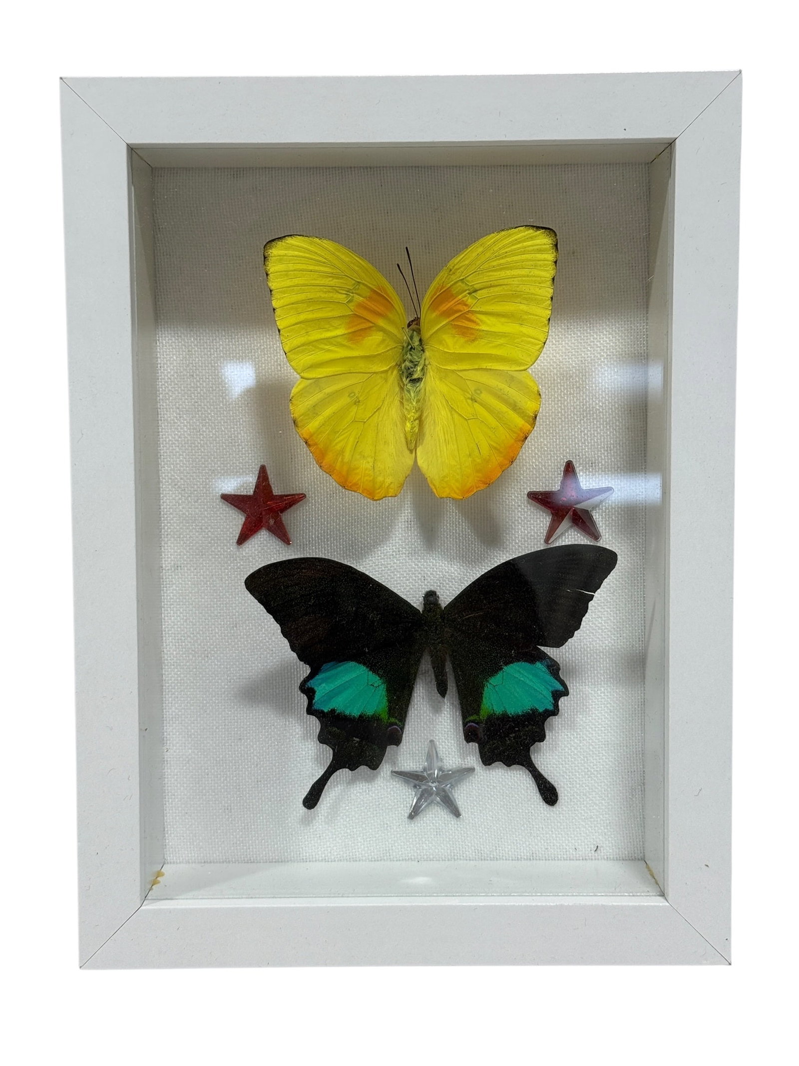 Framed Butterfly Specimen Shadow Box: Decorative entomological shadowbox featuring two mounted butterfly specimens displayed against a white backing. The upper specimen has bright yellow wings with orange accents, while the lower