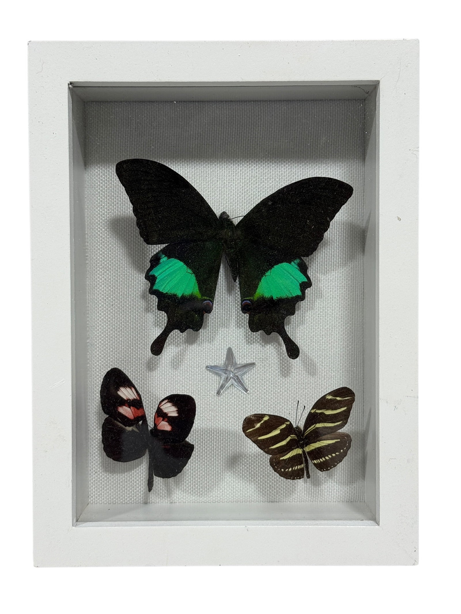 Framed Butterfly Specimen Shadow Box: Decorative entomological shadowbox featuring three mounted butterfly specimens displayed against a white backing. The largest specimen at the top has dark wings with vivid emerald-green hindwing