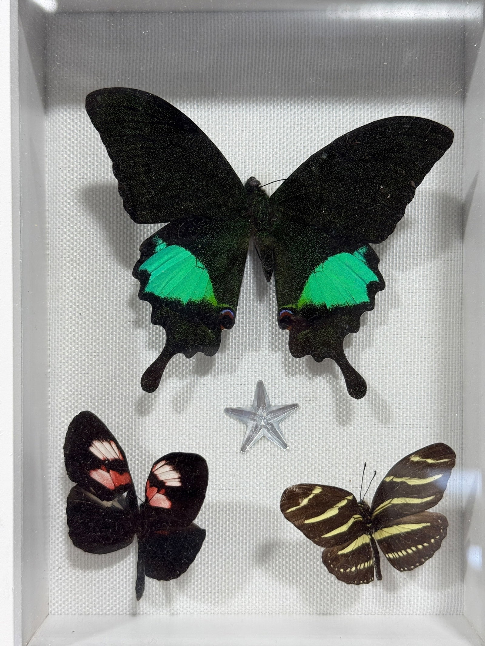 Framed Butterfly Specimen Shadow Box - 2