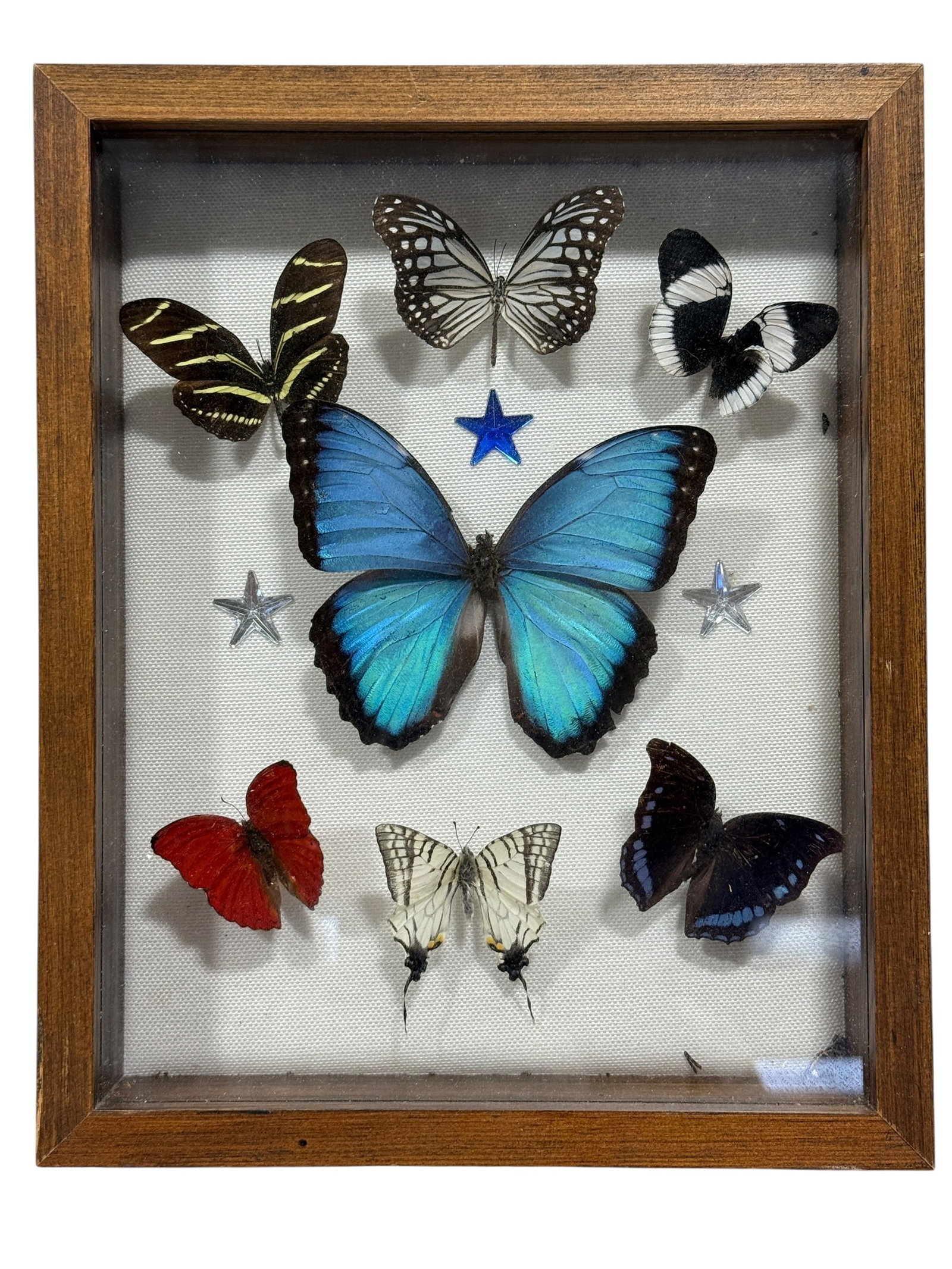 Framed Butterfly Specimen Shadow Box: Decorative entomological shadowbox featuring three mounted butterfly specimens displayed against a white backing. The arrangement is centered by a large yellow-and-black butterfly, with two
