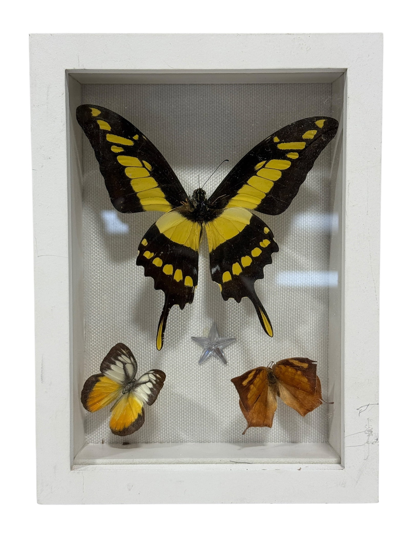 Framed Butterfly Specimen Shadow Box: Decorative entomological shadowbox featuring three mounted butterfly specimens arranged against a white backing, highlighted by a large black-and-yellow swallowtail at the top and two smaller