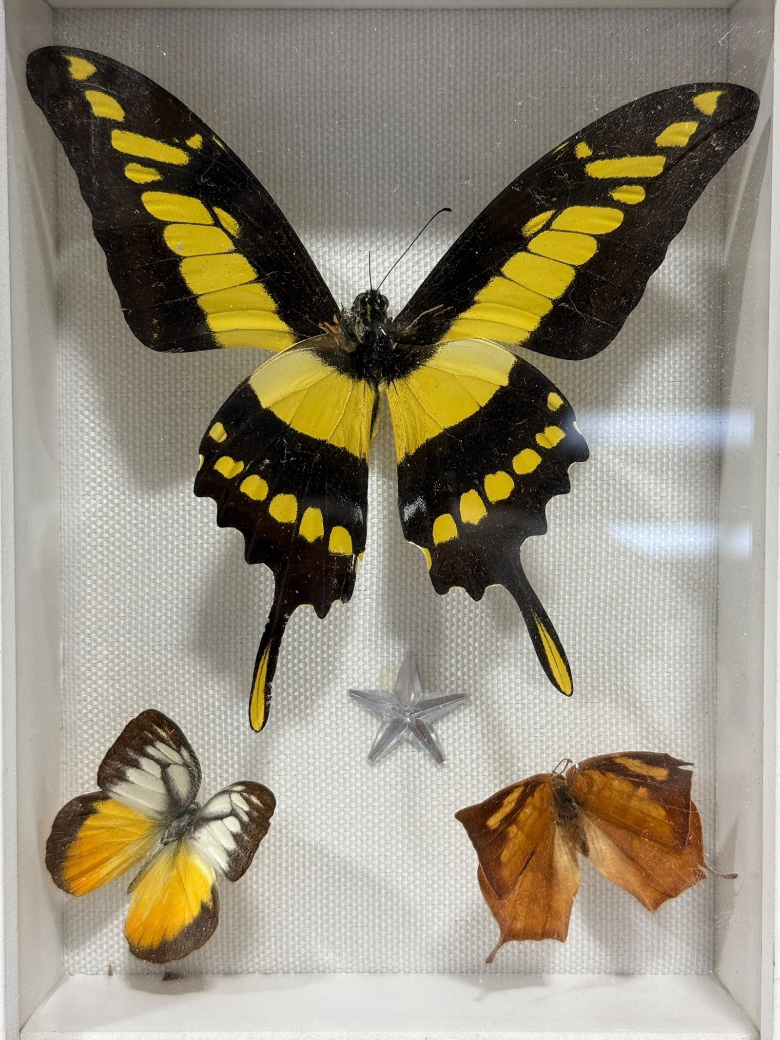 Framed Butterfly Specimen Shadow Box - 2