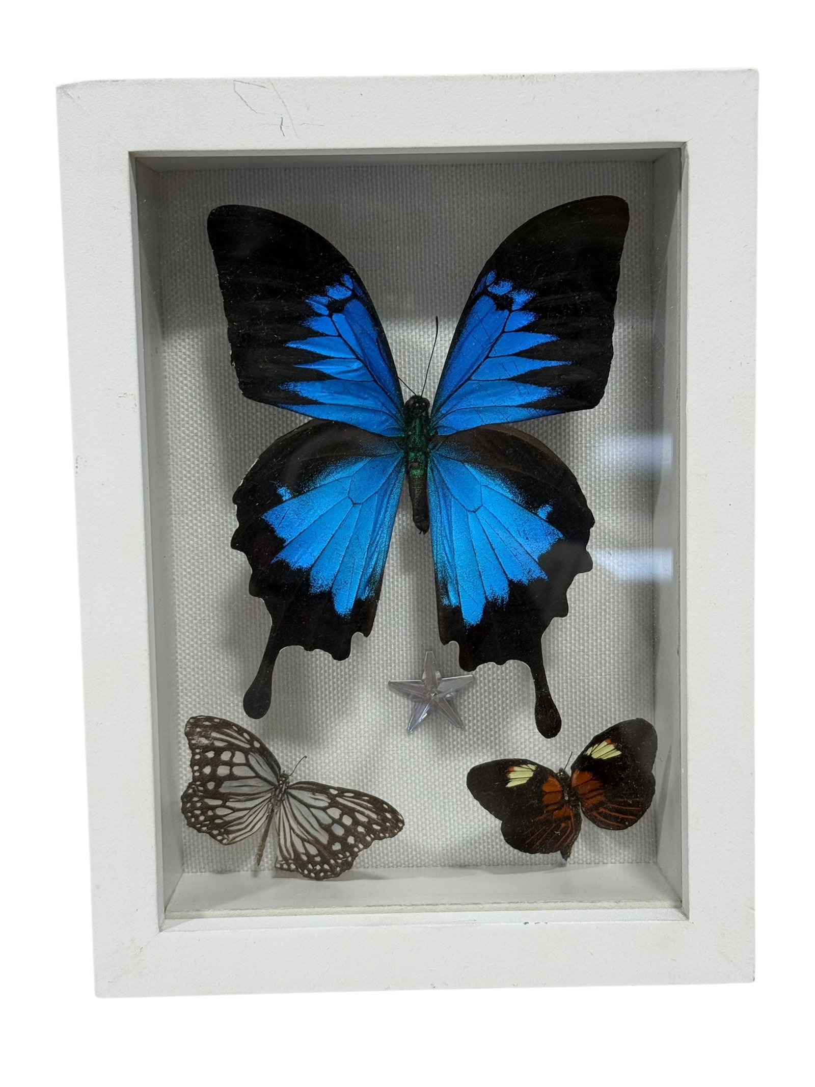 Framed Butterfly Specimen Shadow Box