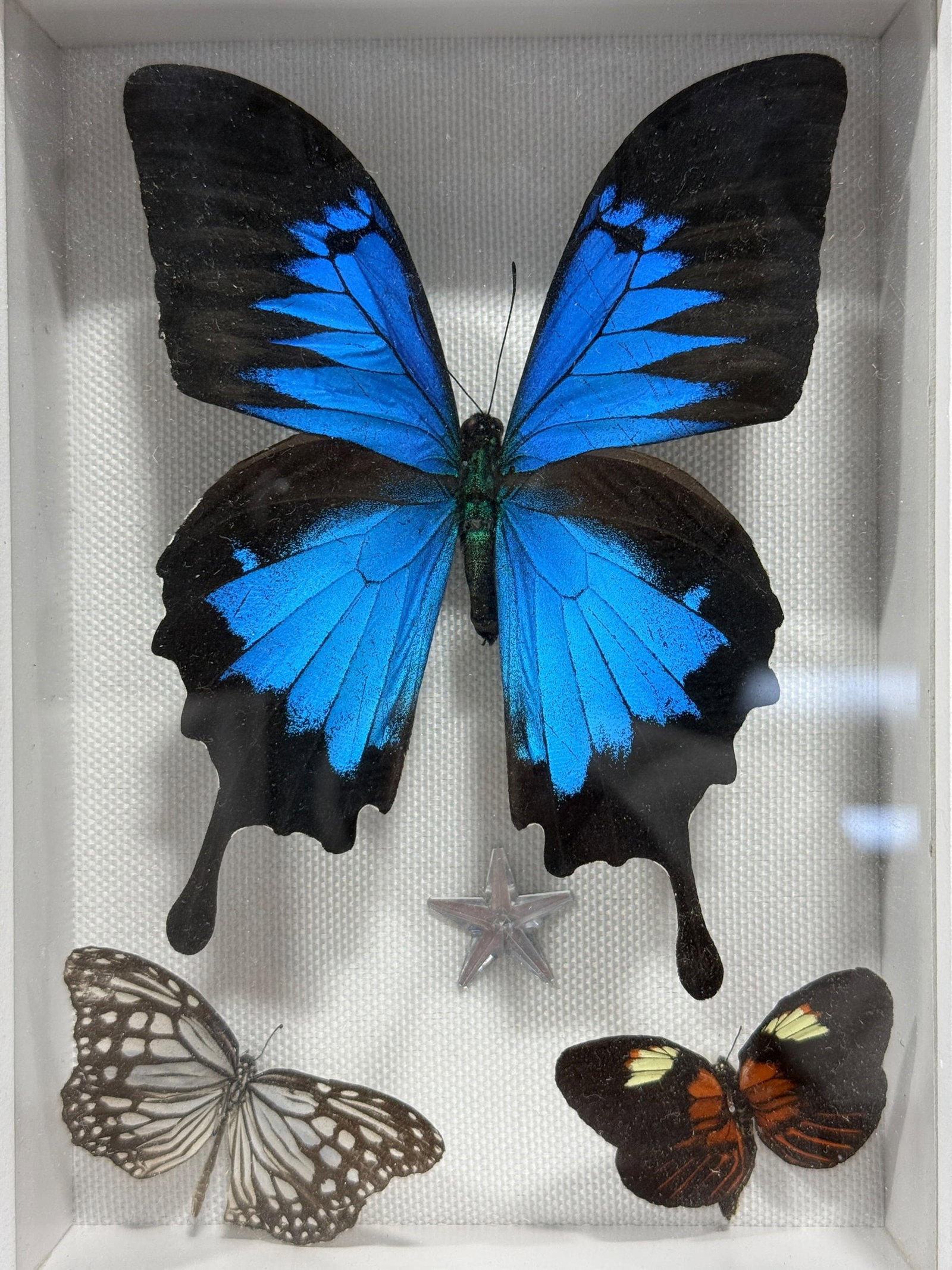 Framed Butterfly Specimen Shadow Box - 2